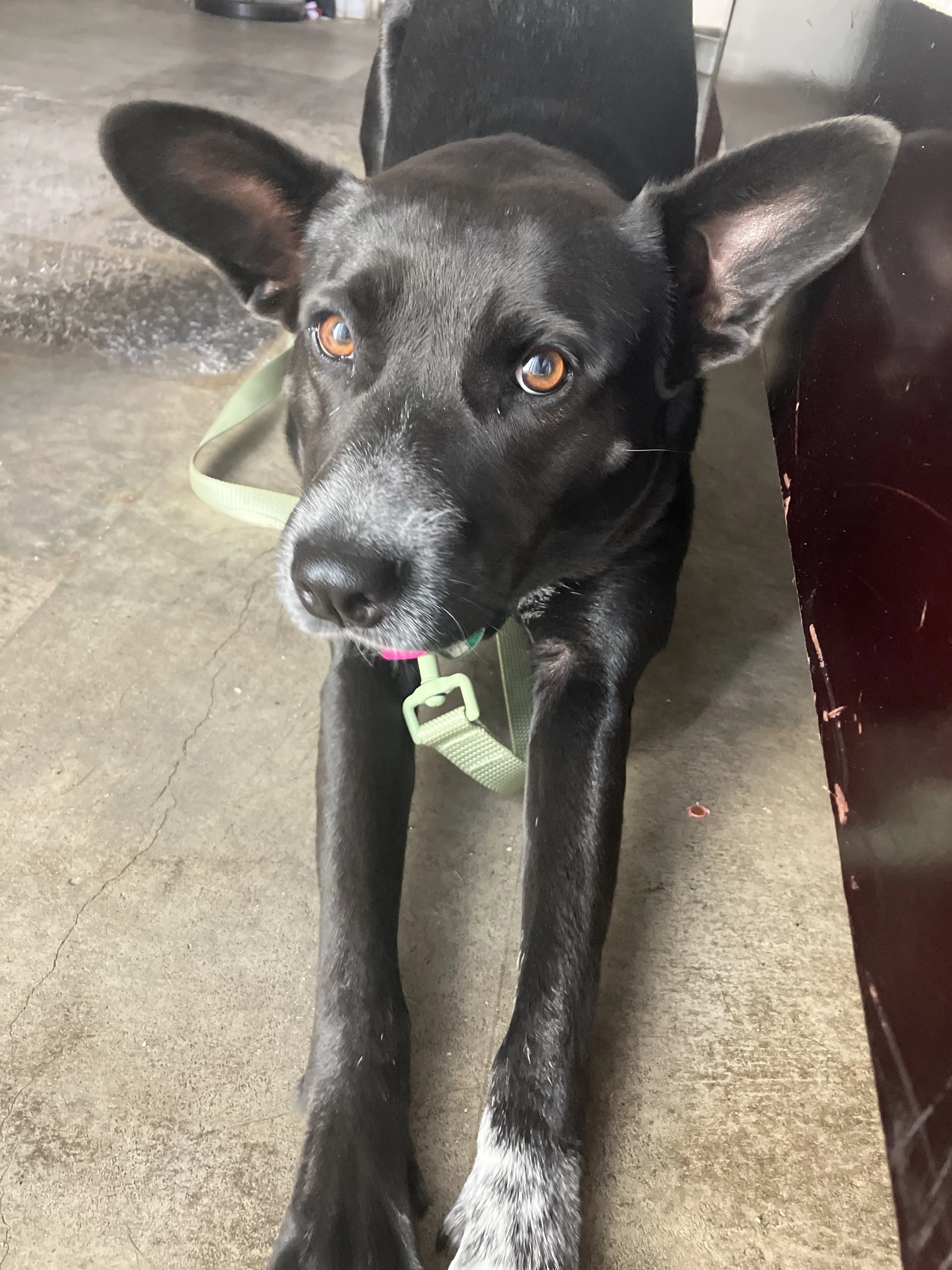 Lost pet-2