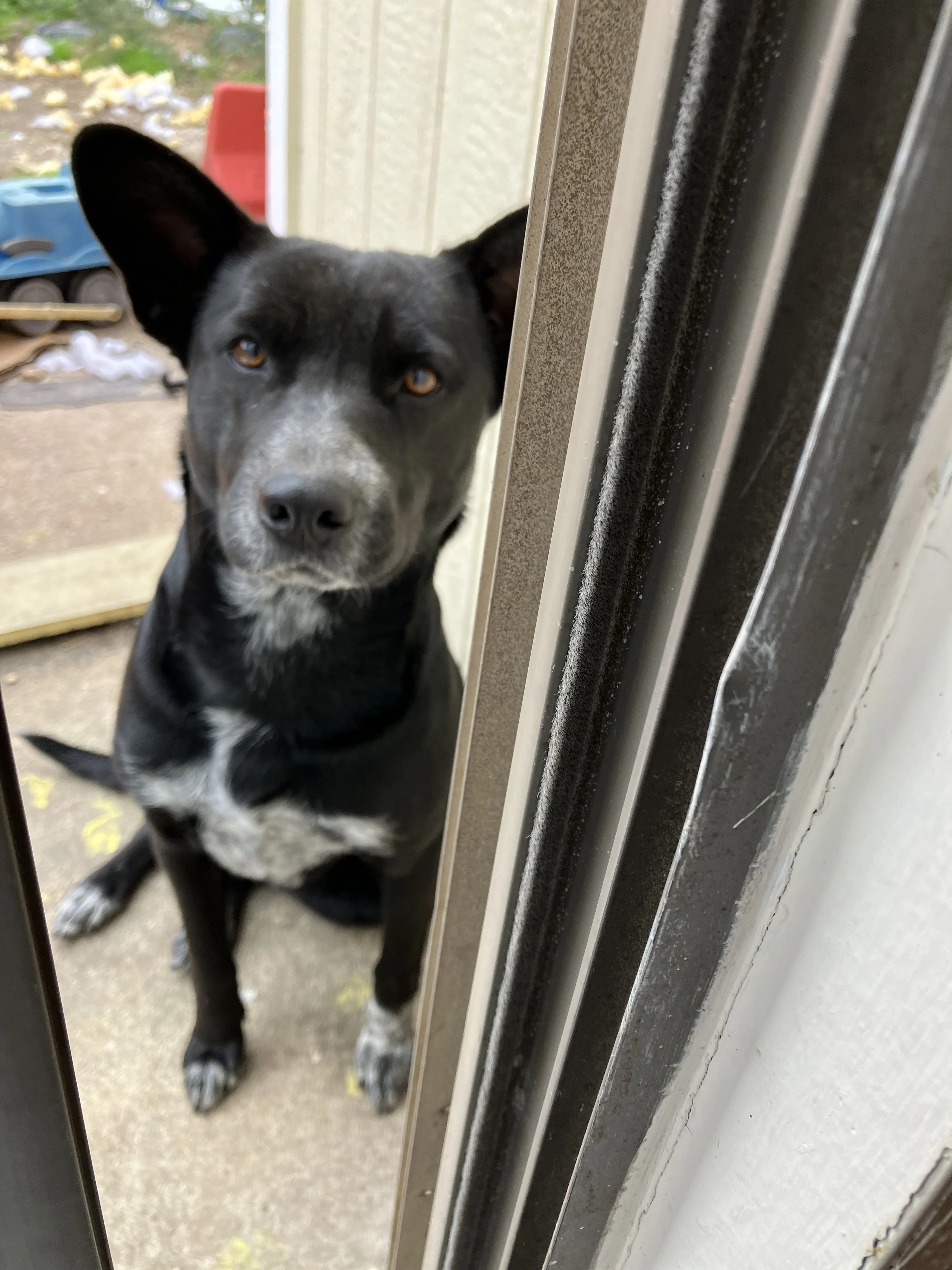 Lost pet-1
