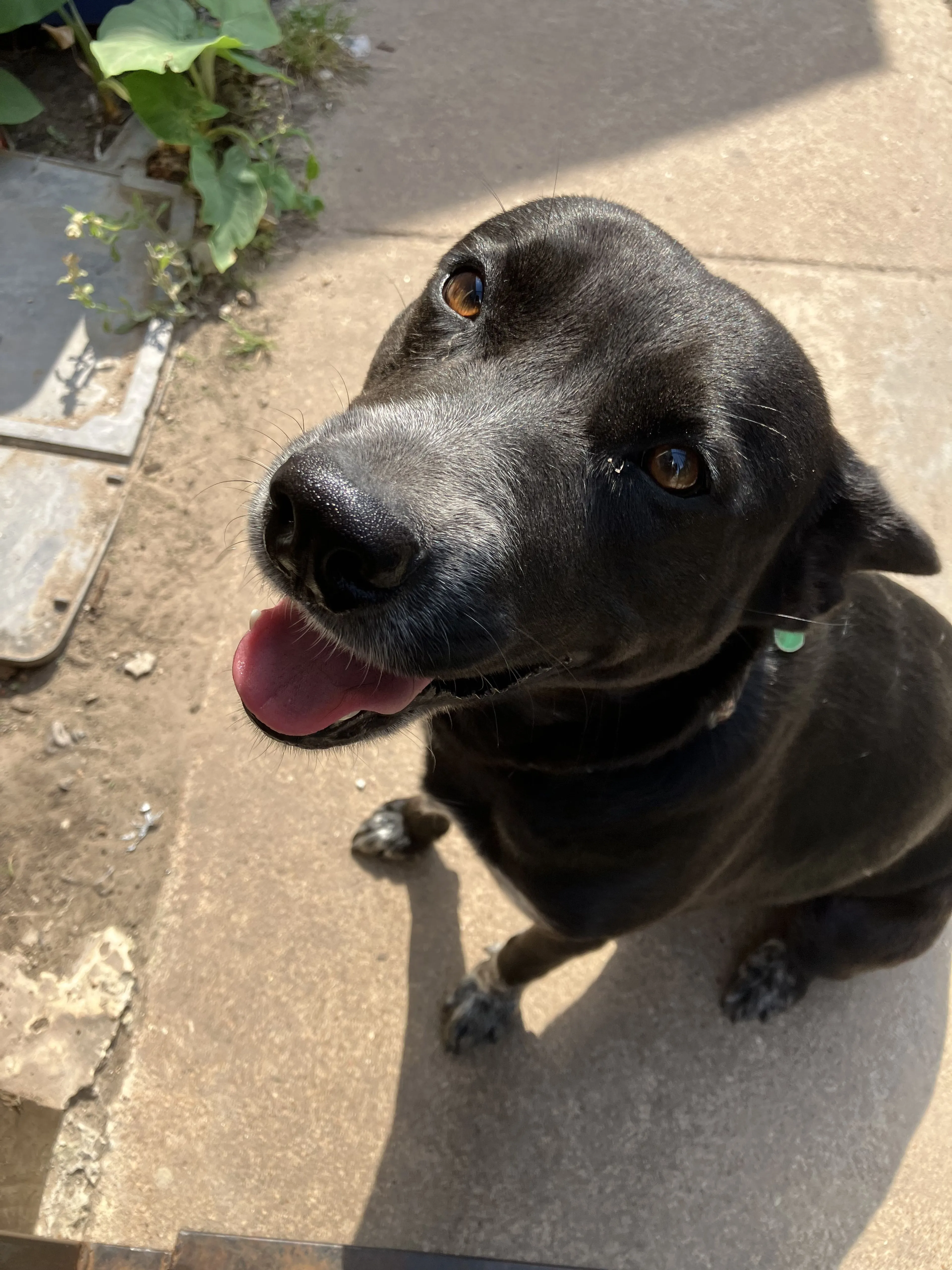 Lost pet-4