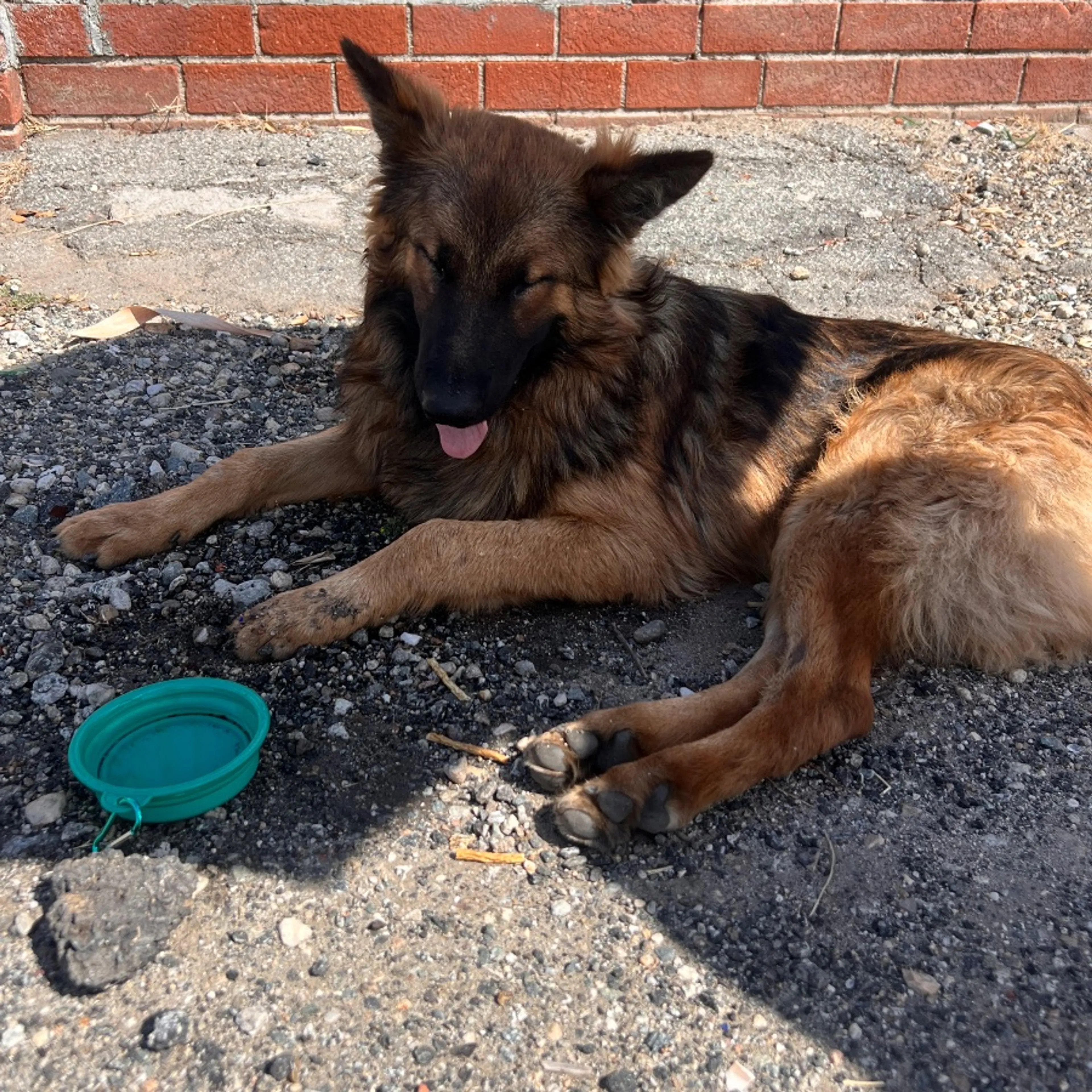 Found pet