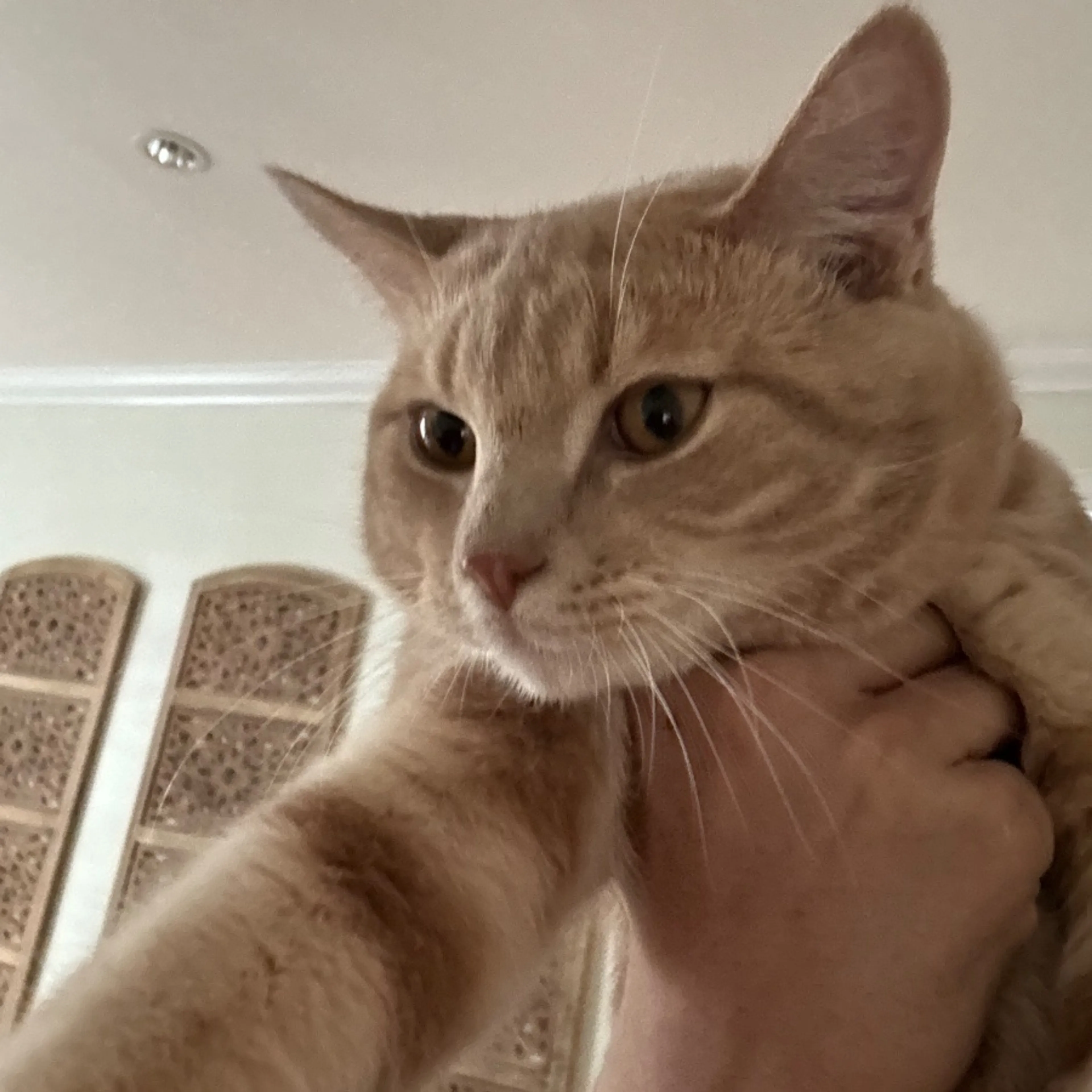 Lost pet-0