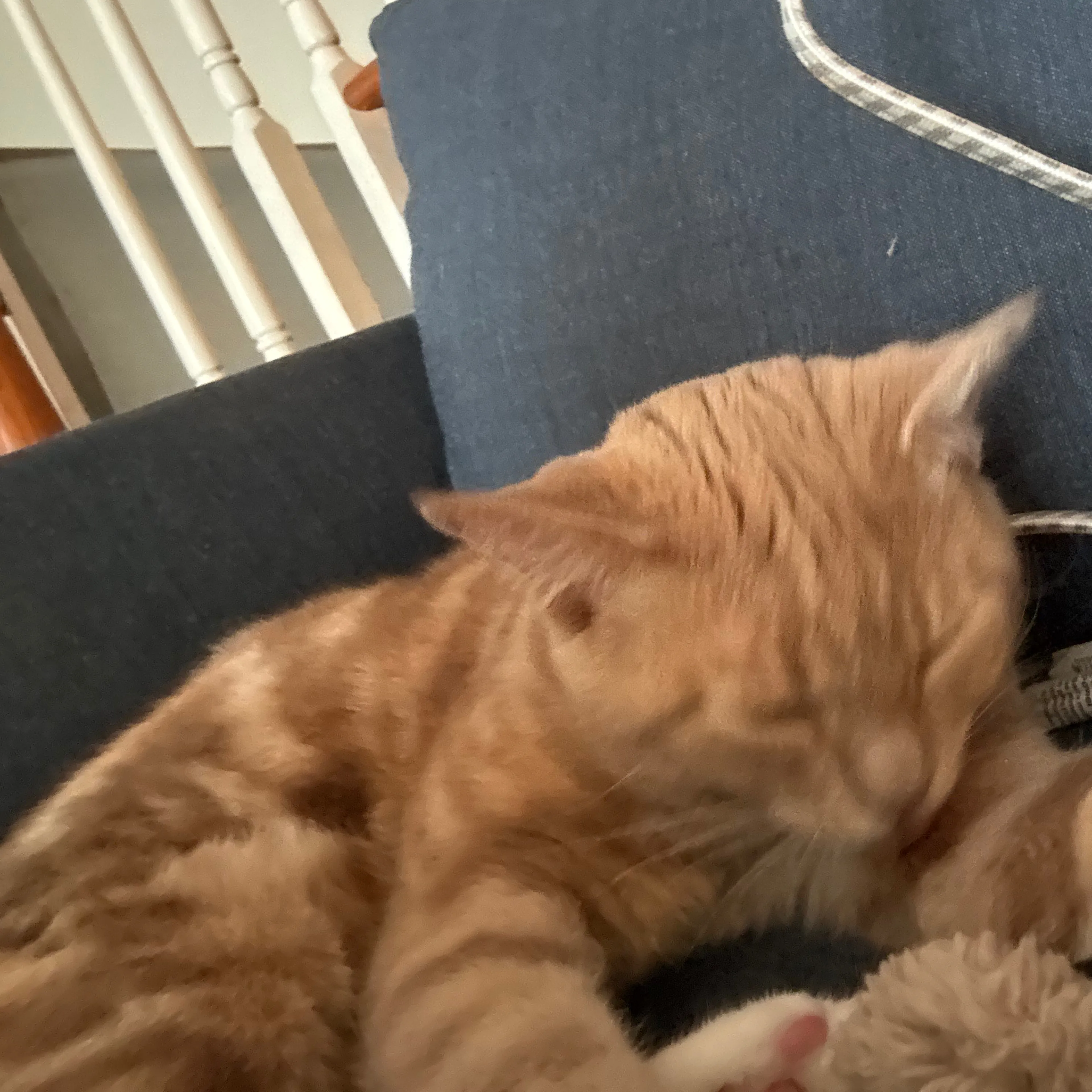 Lost pet-2