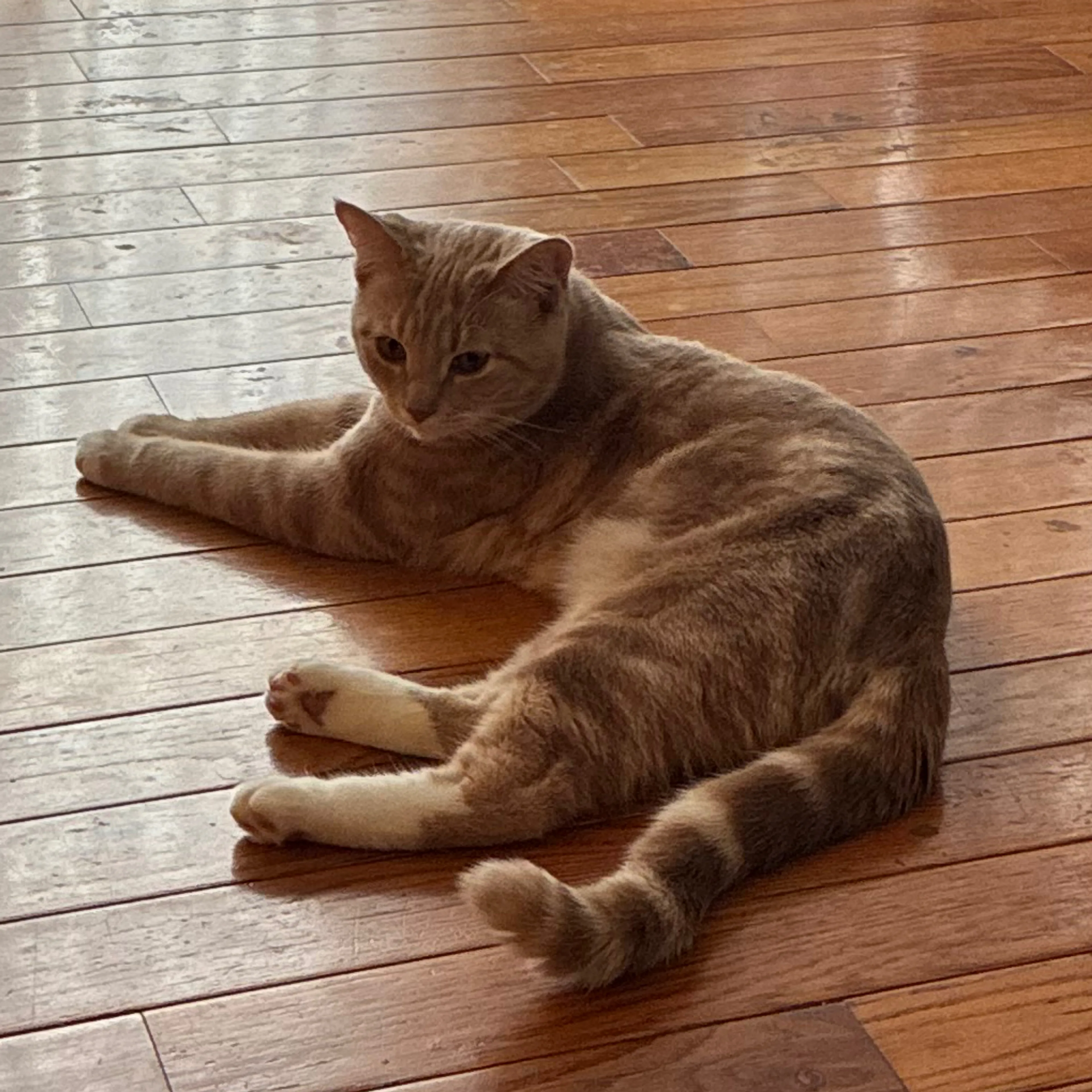 Lost pet-1