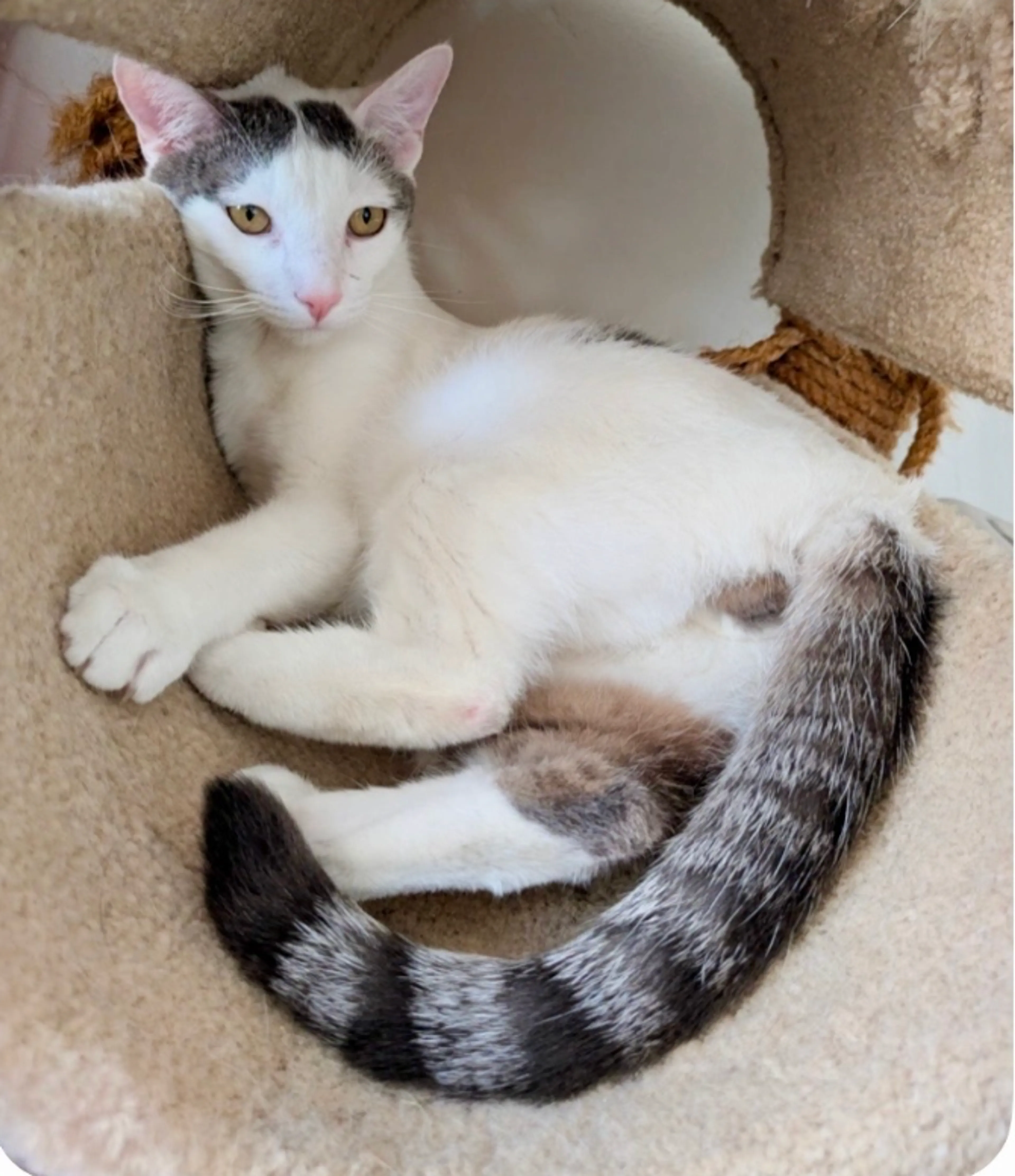 Found pet
