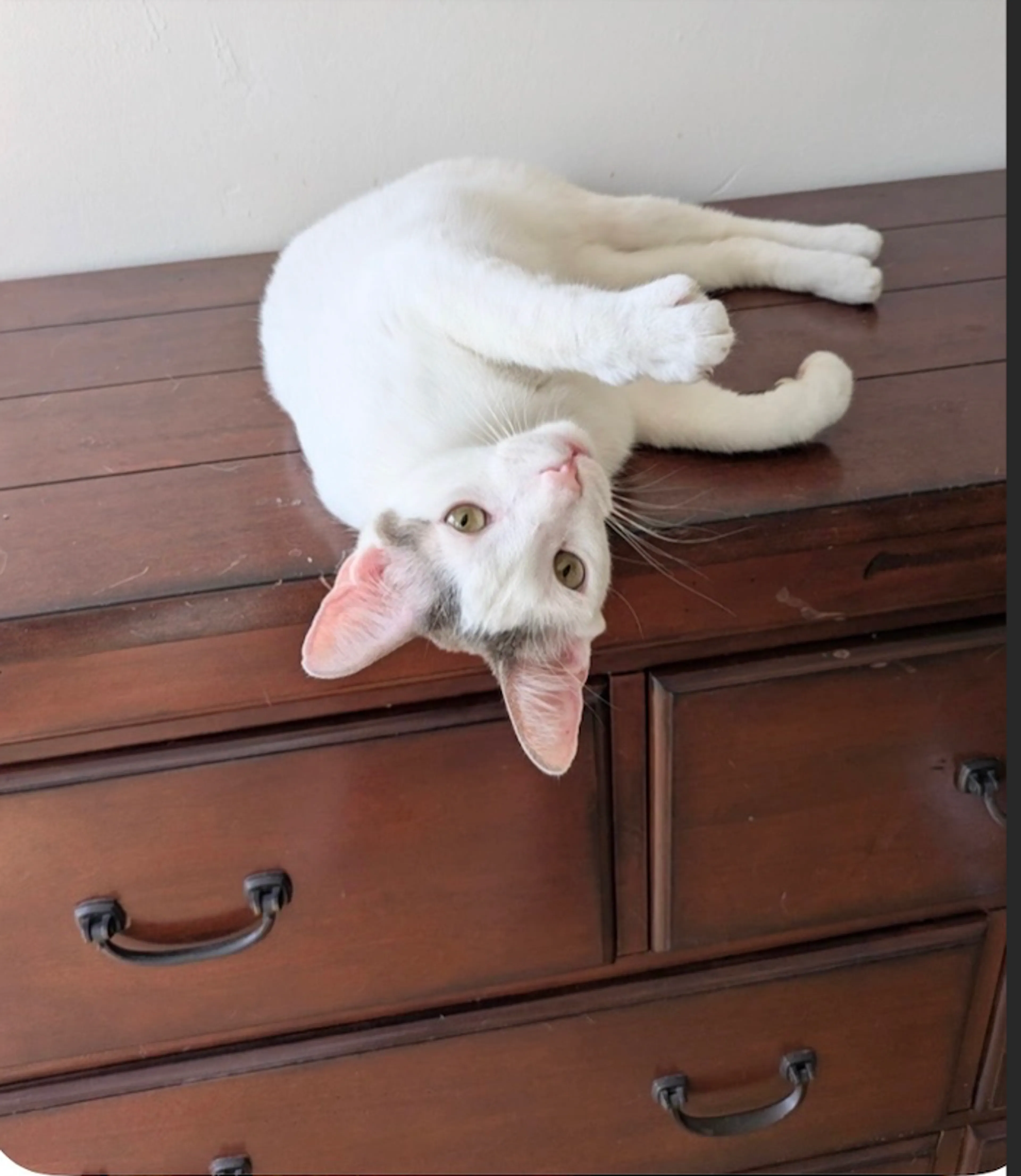 Found pet