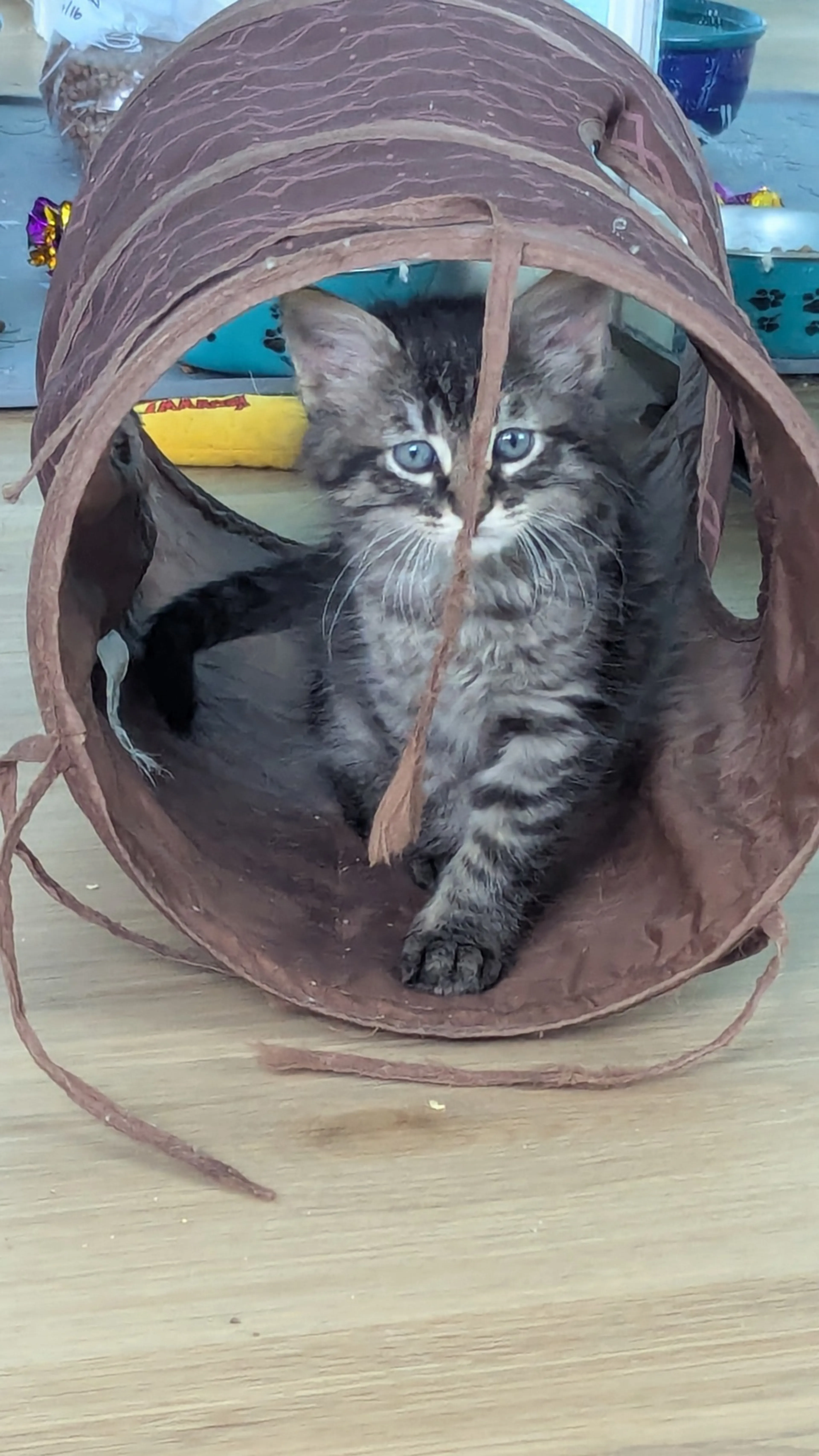 Found pet-1