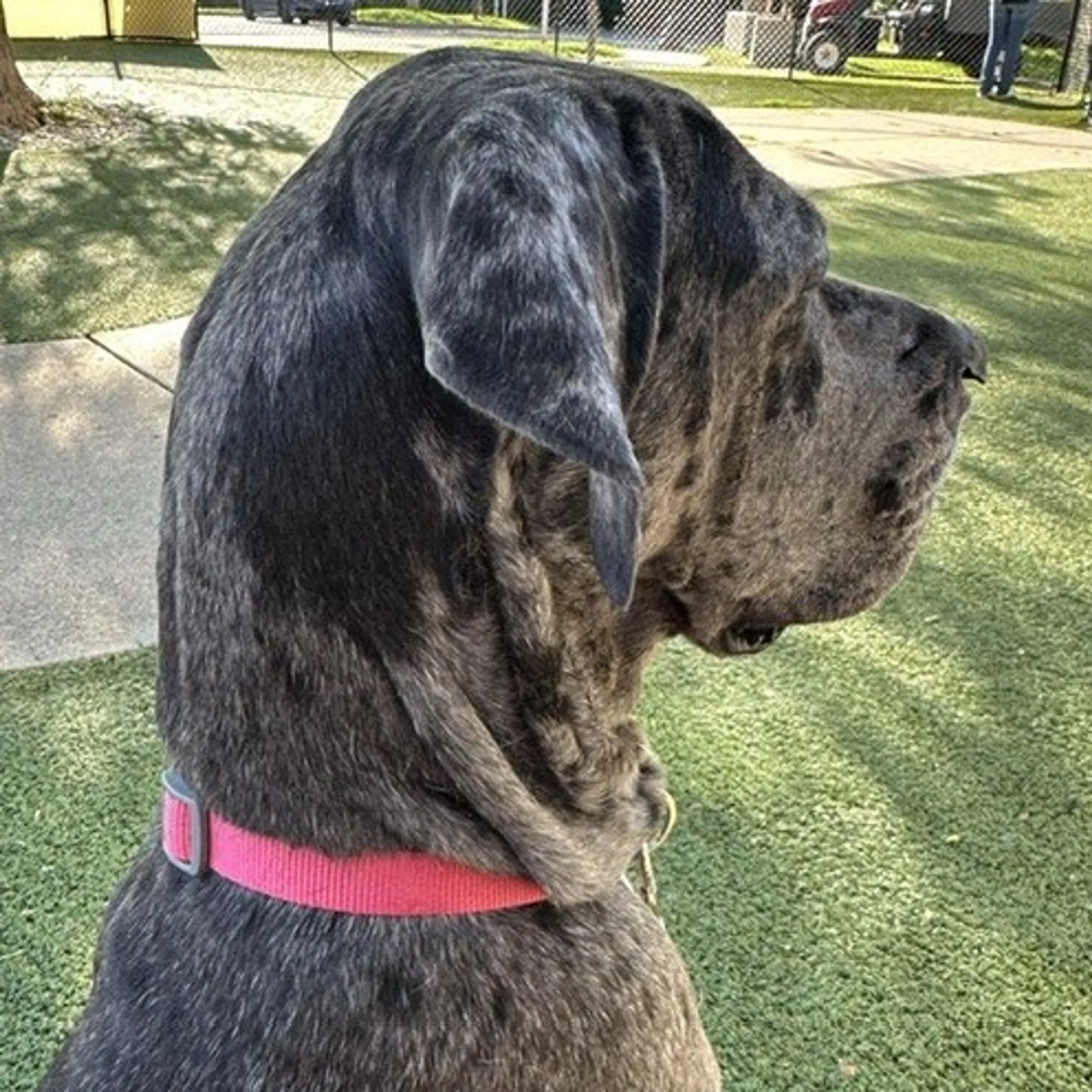 Found pet-2