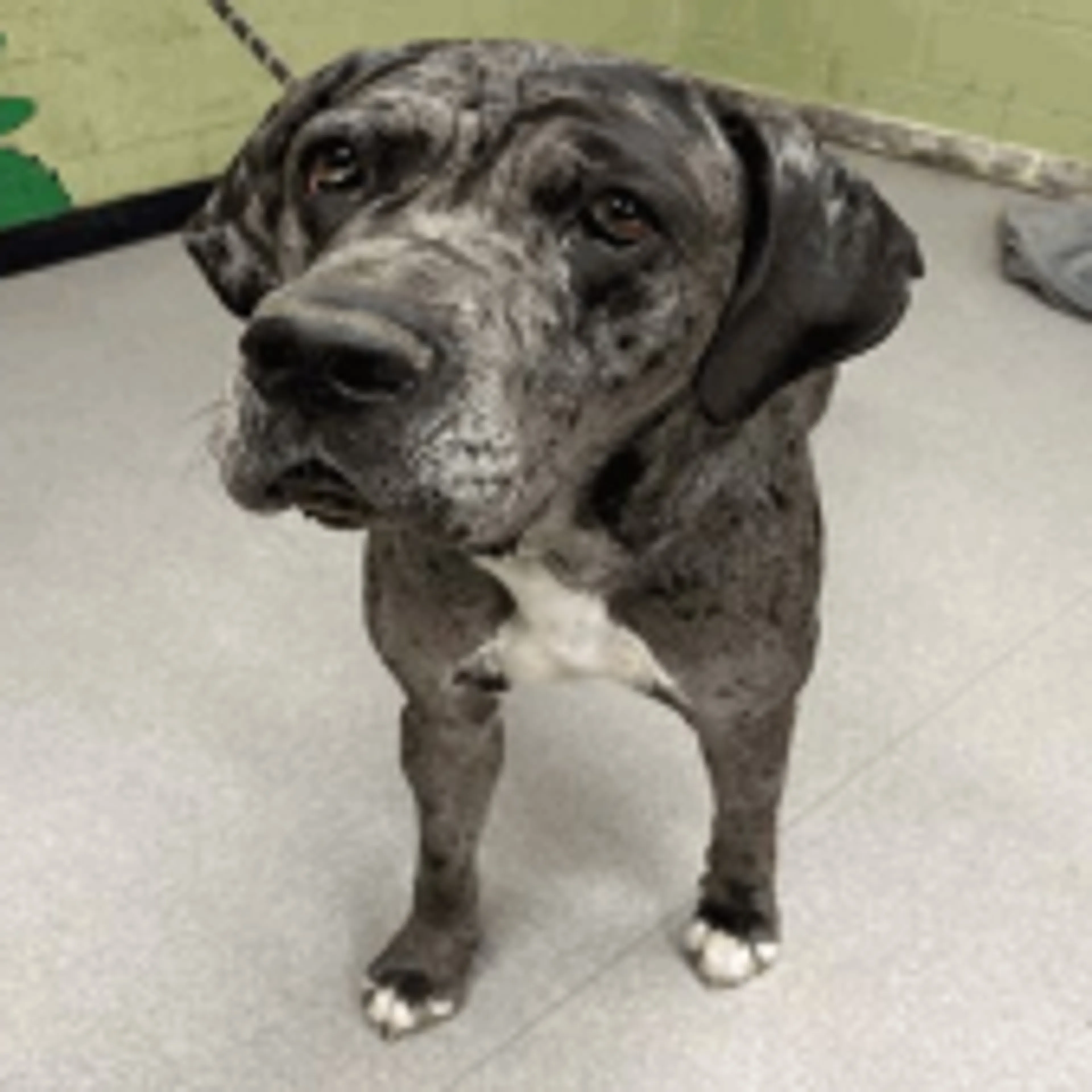Found pet-1