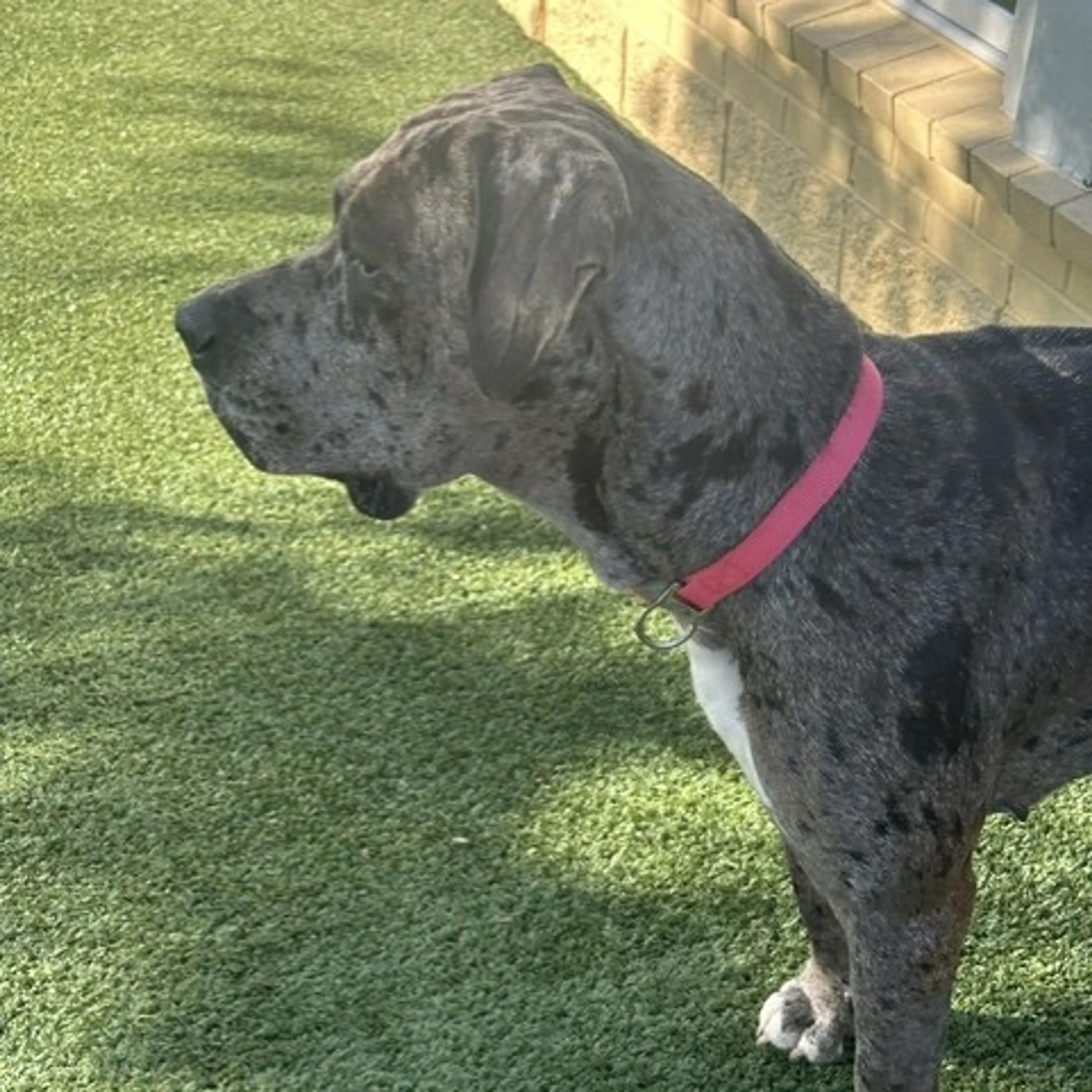 Found pet-4