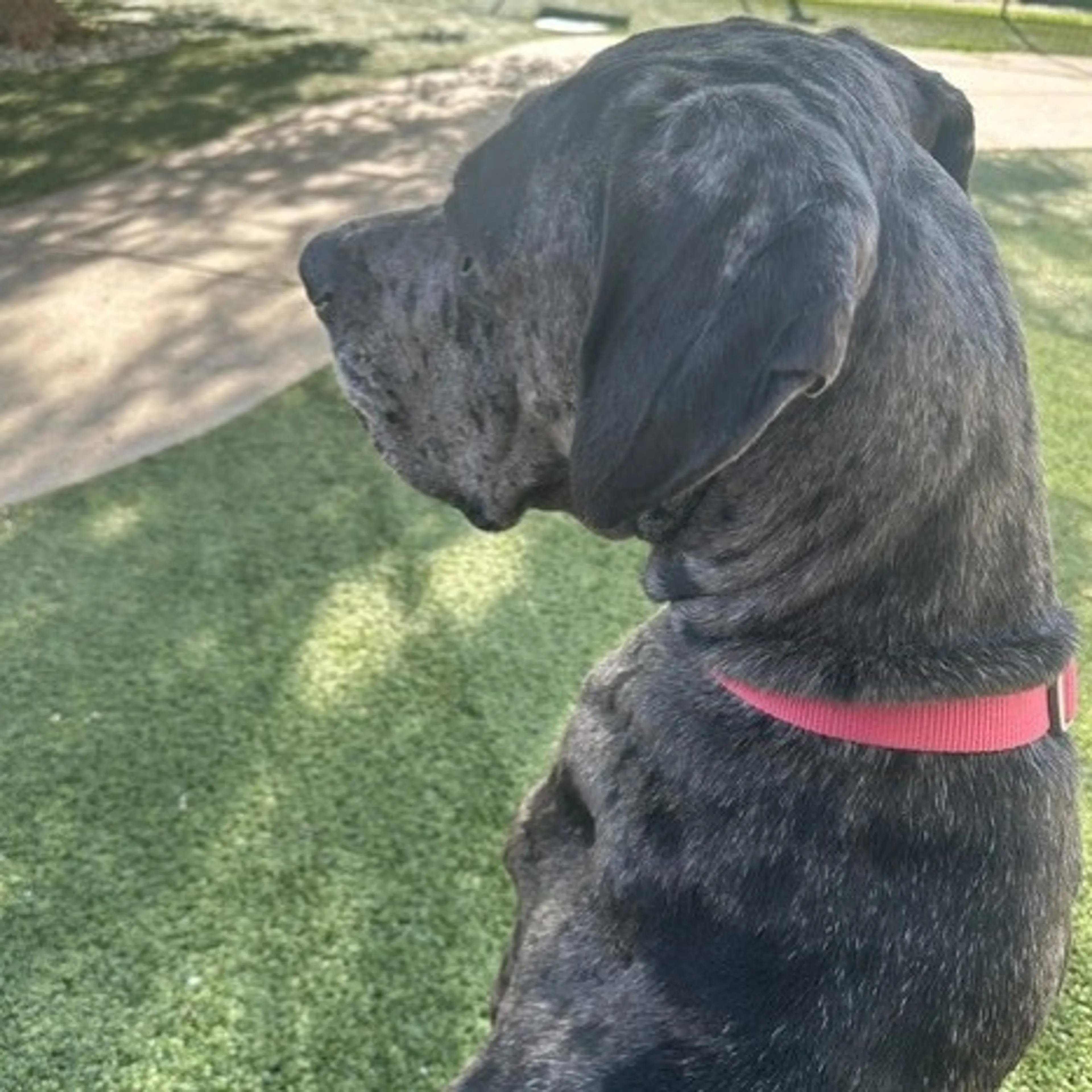 Found pet-5