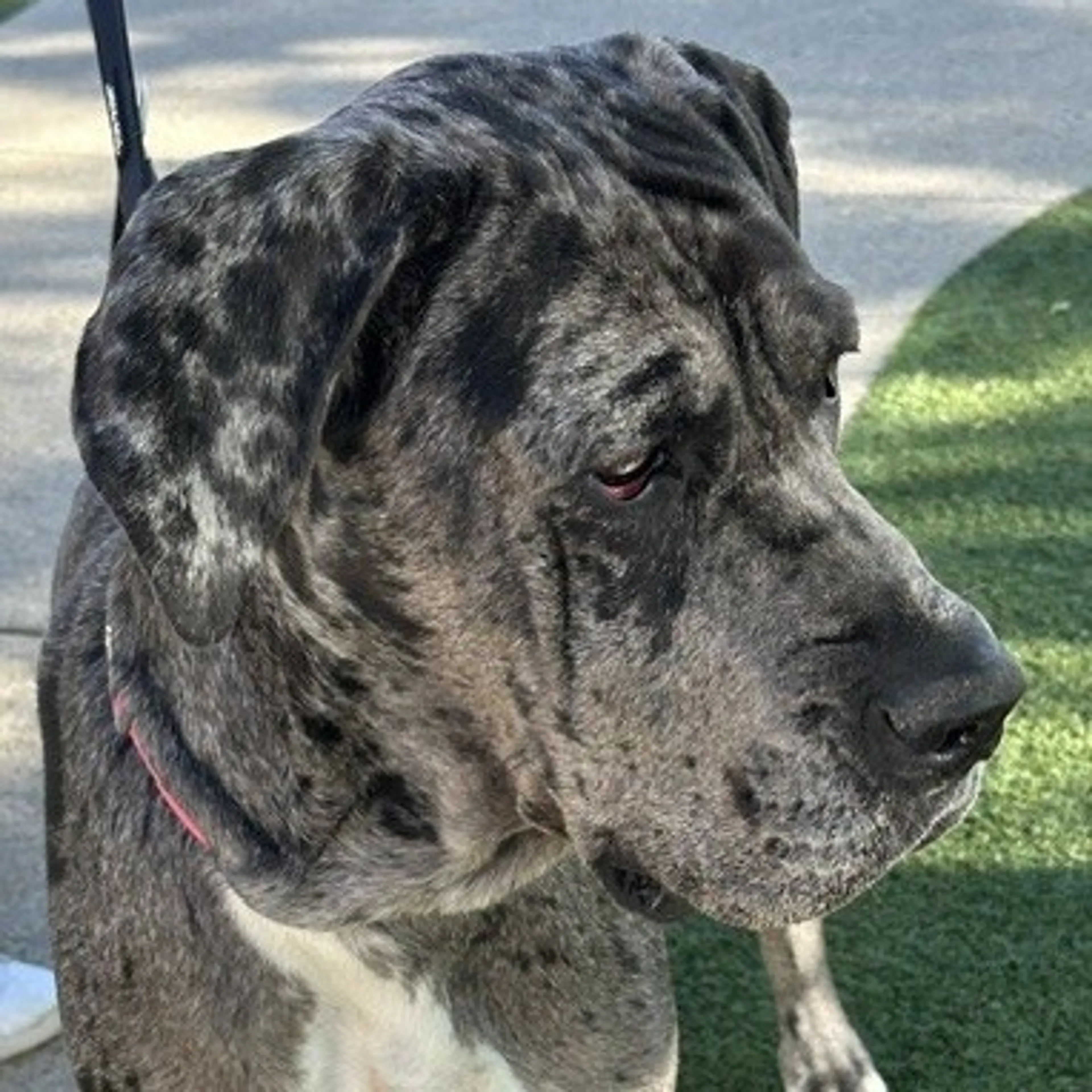 Found pet-3