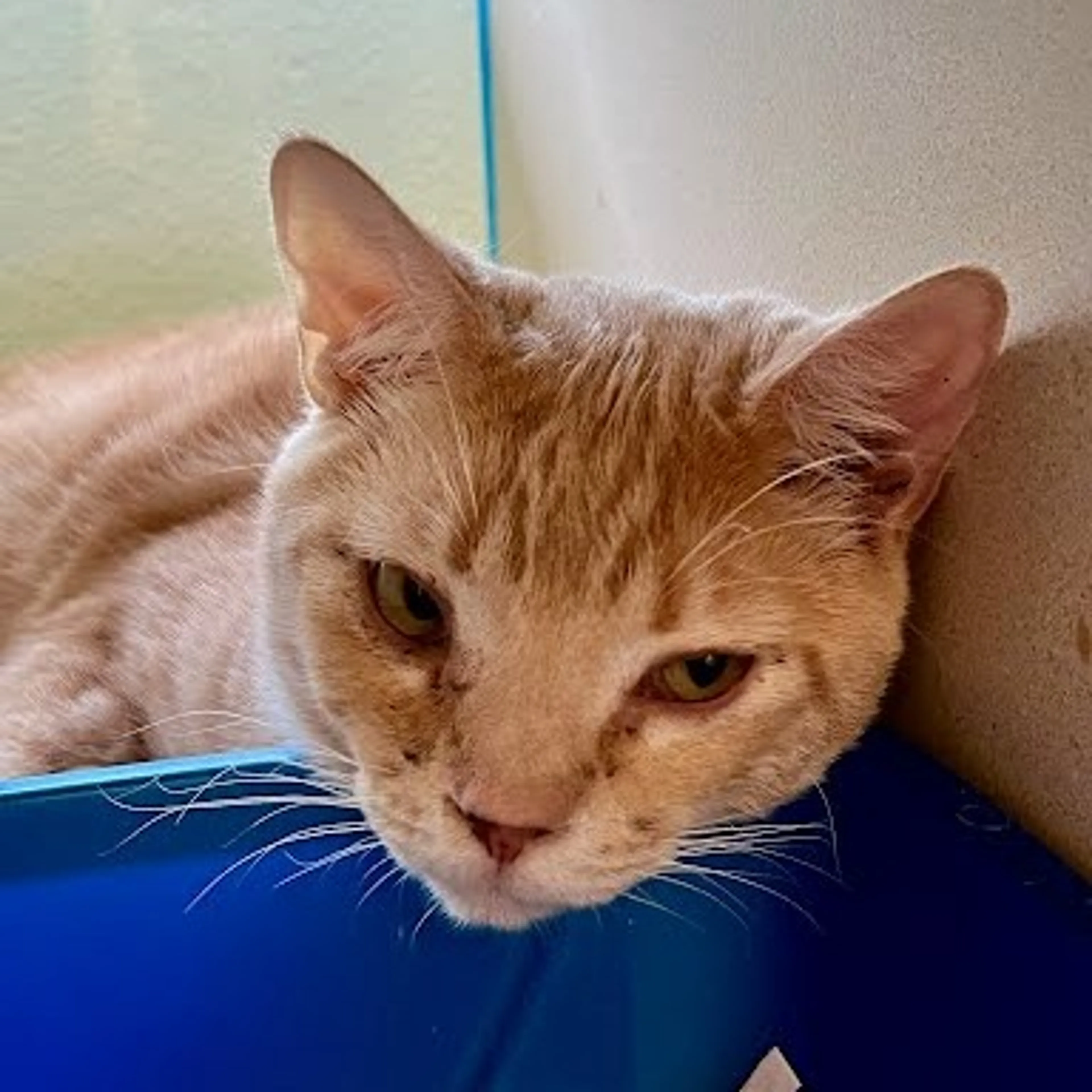 Found pet