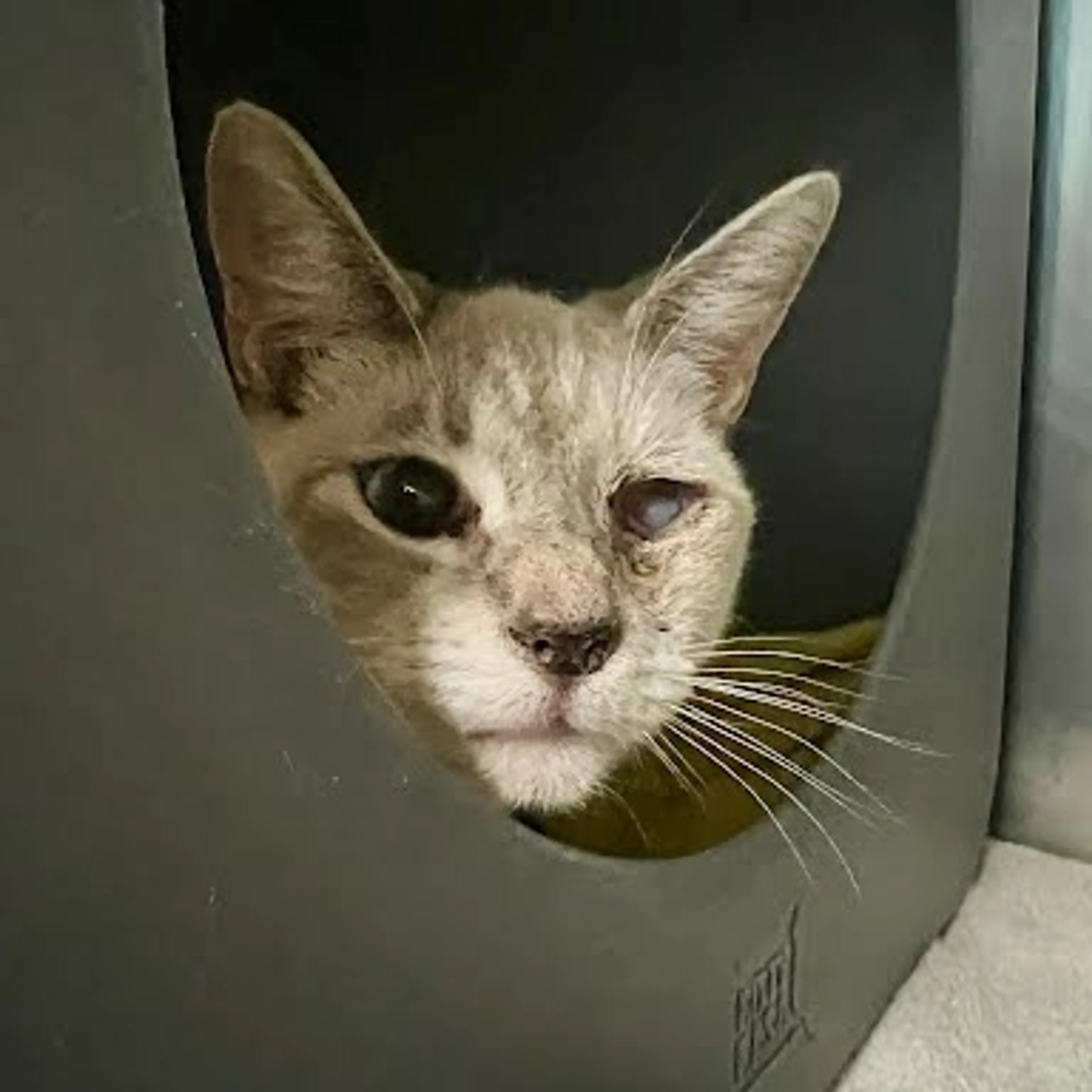 Found pet