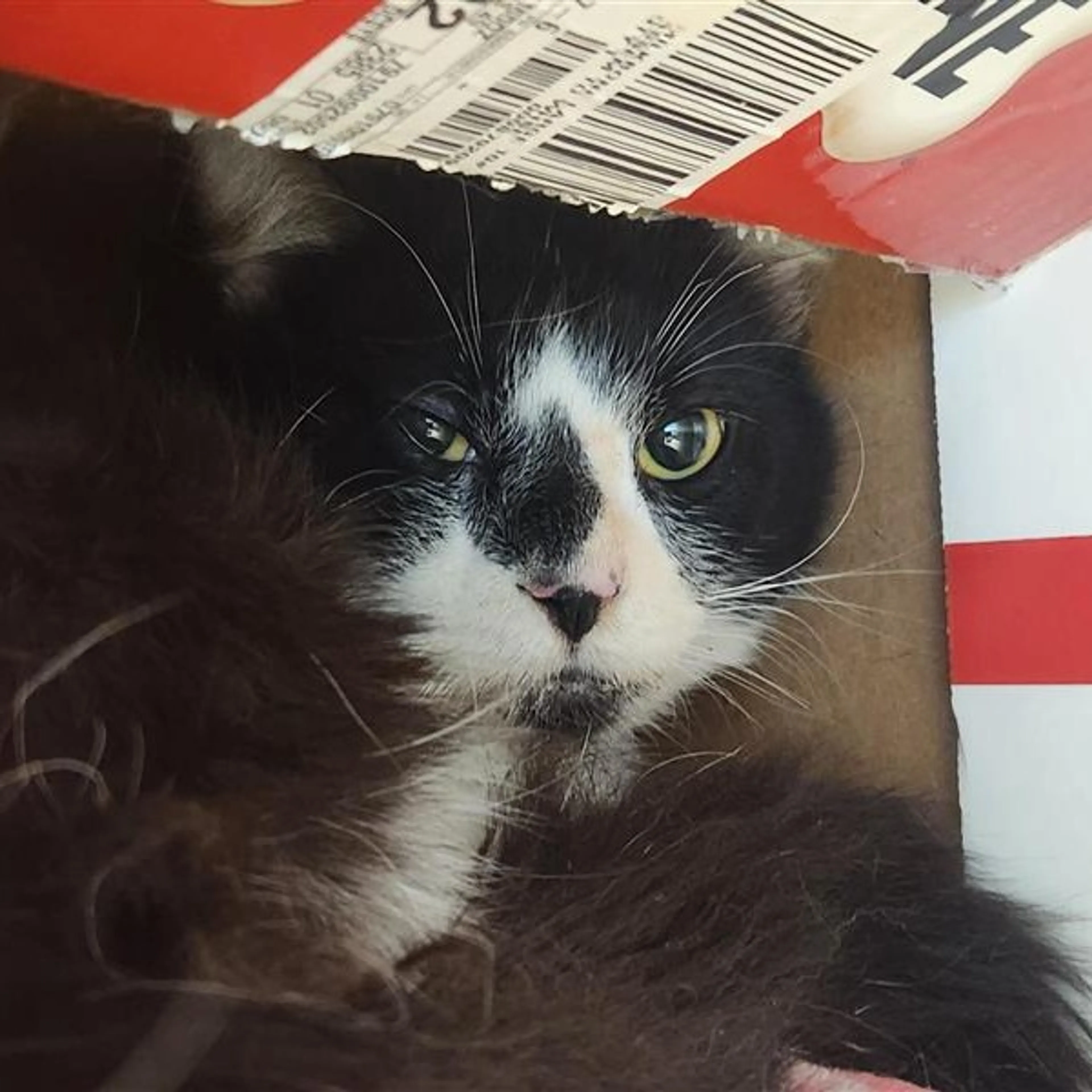 Found pet-0