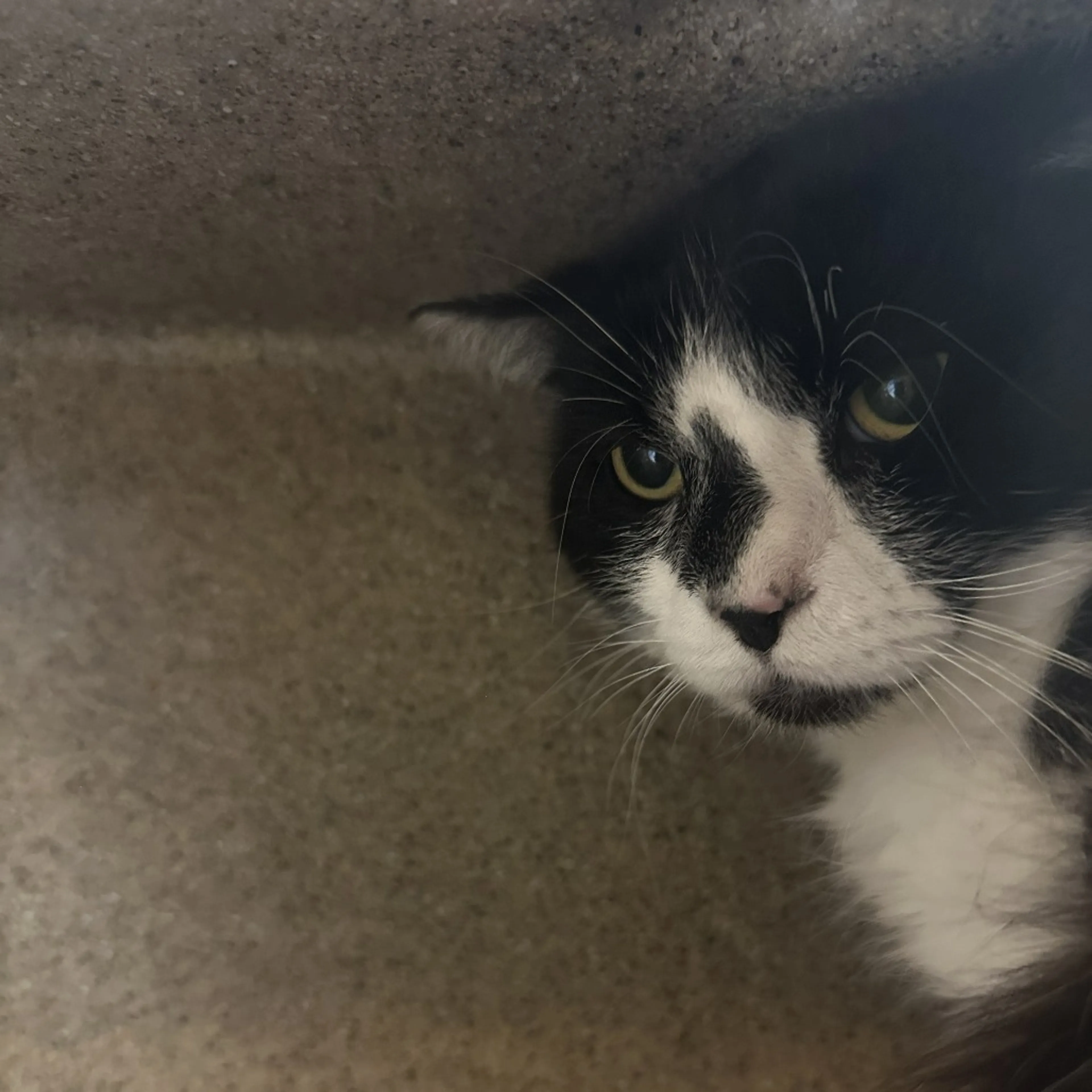 Found pet-1