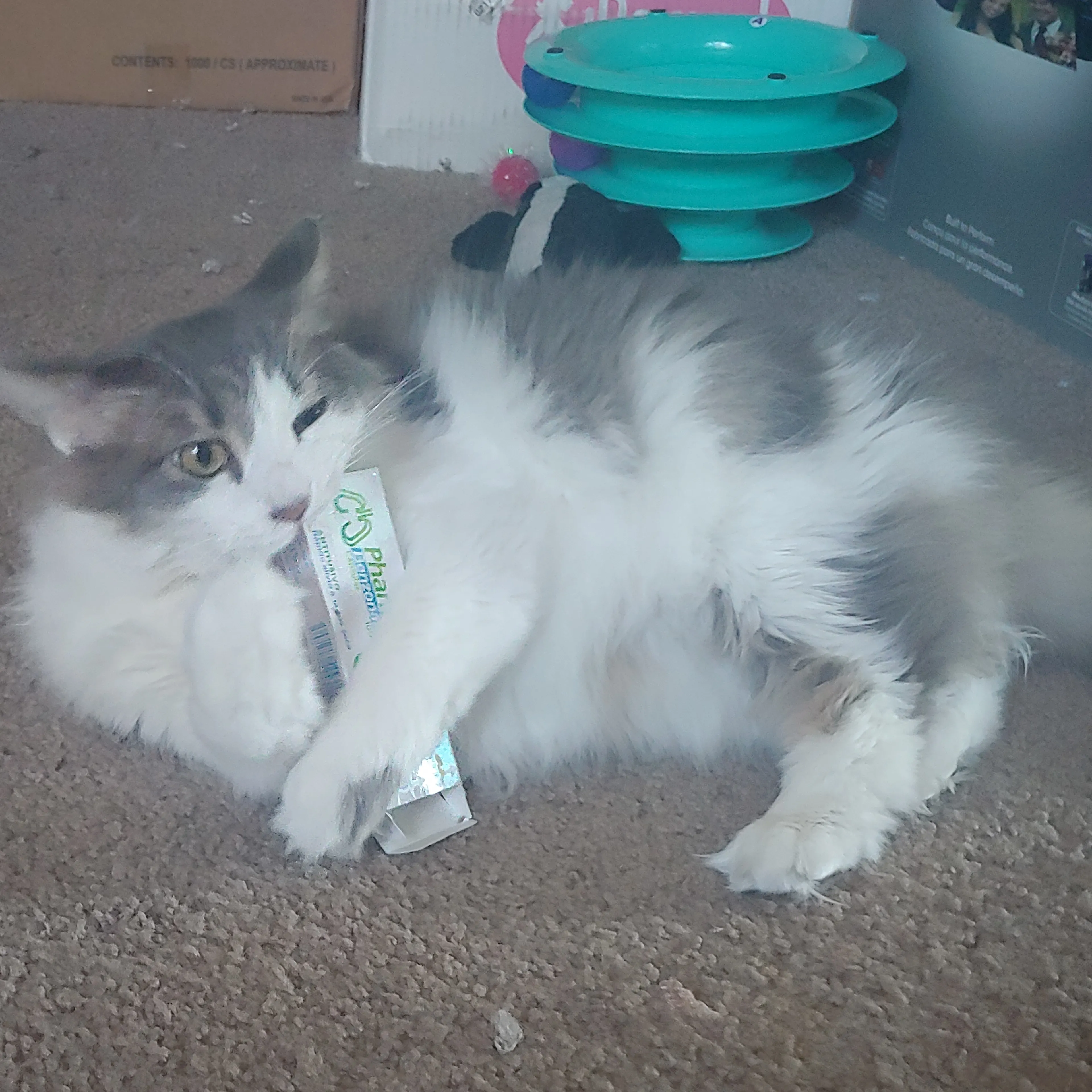 Lost pet-1