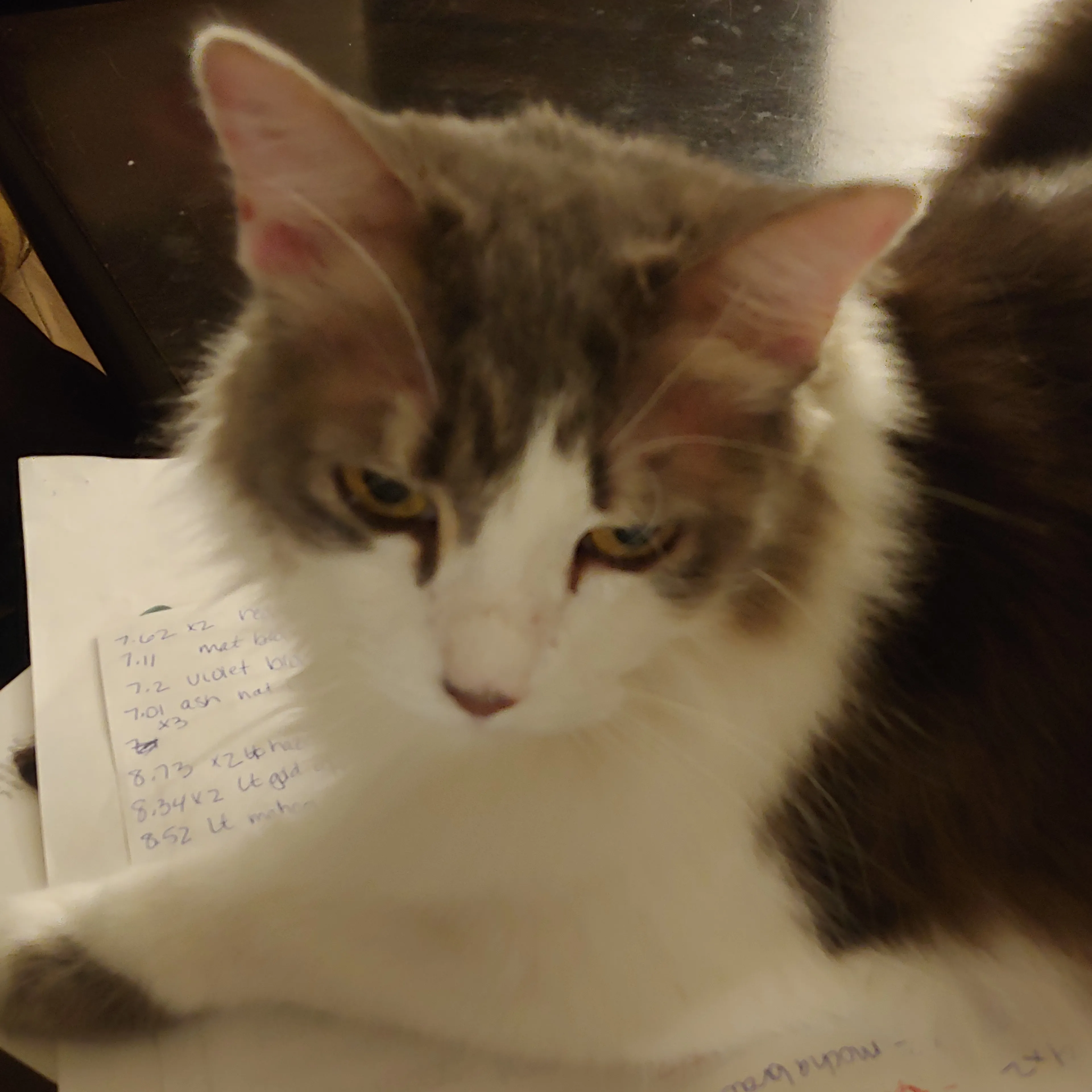 Lost pet-2