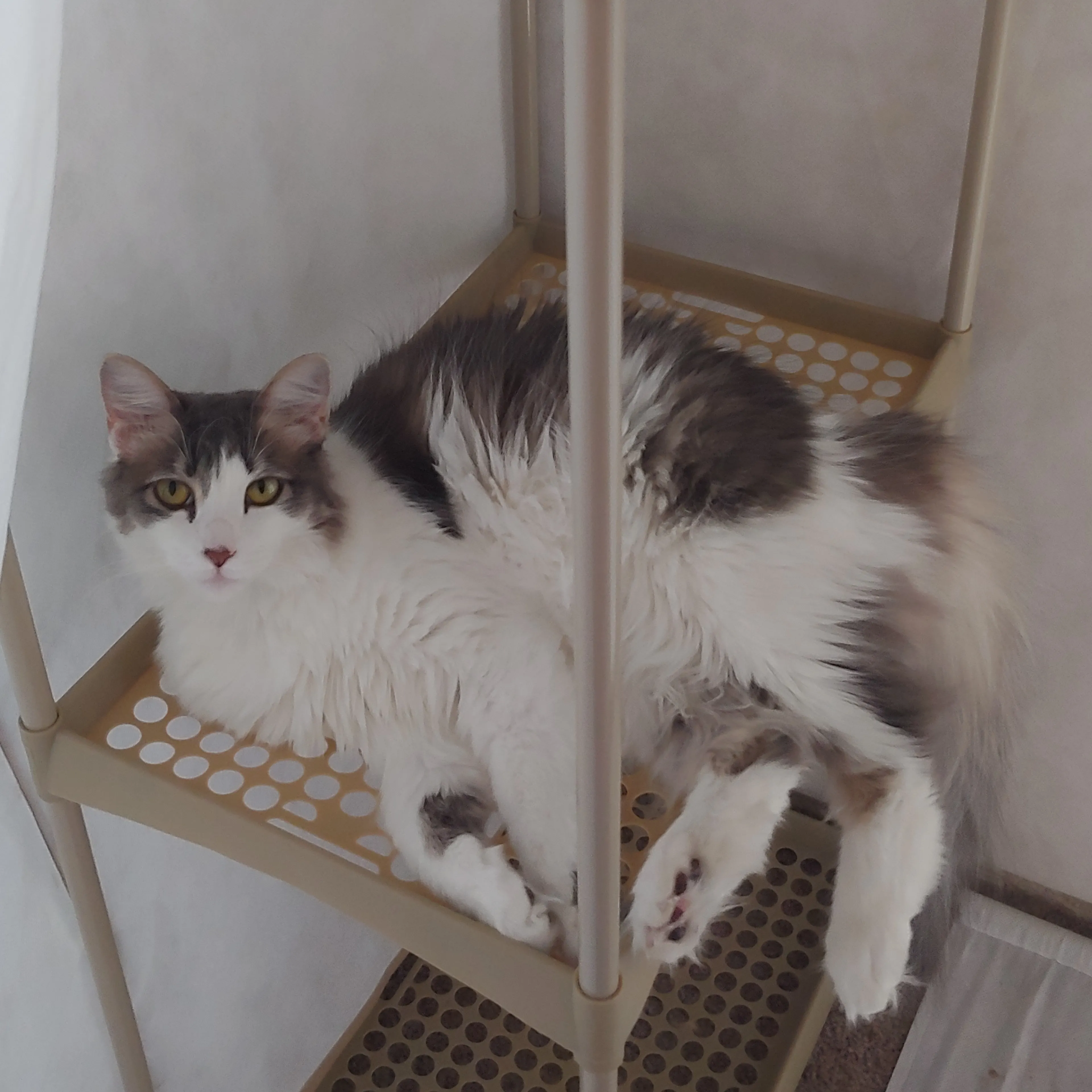 Lost pet-3