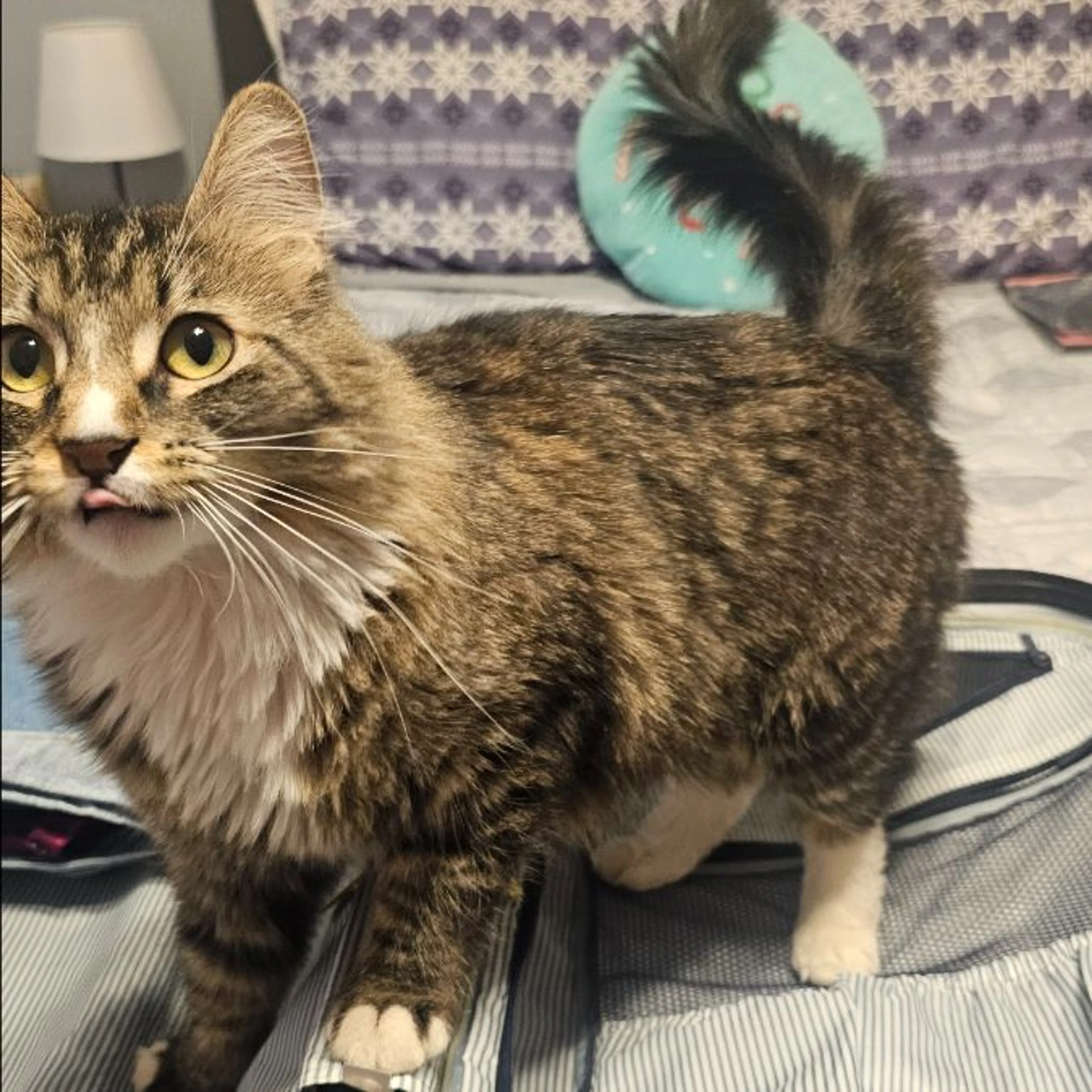 Lost pet