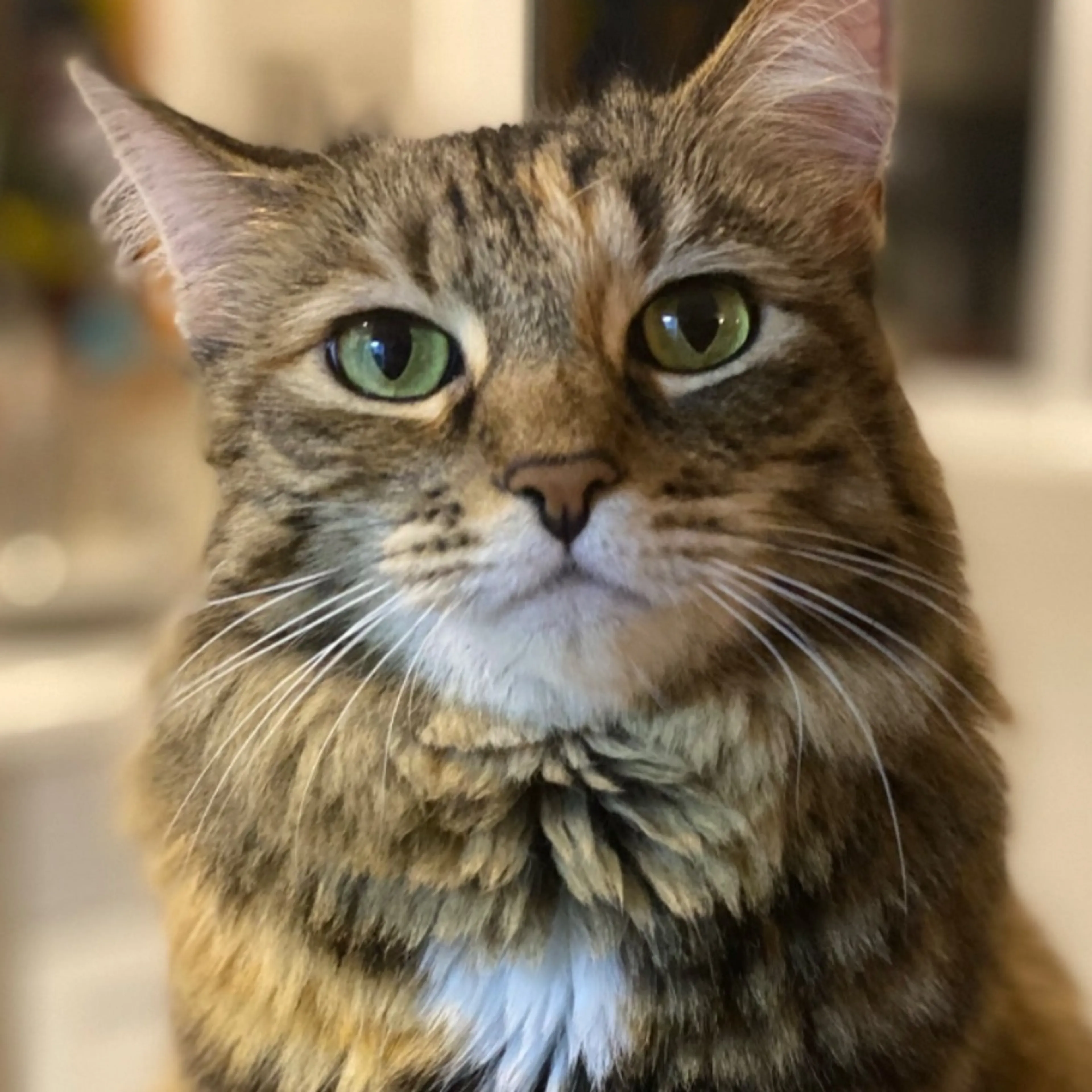 Lost pet