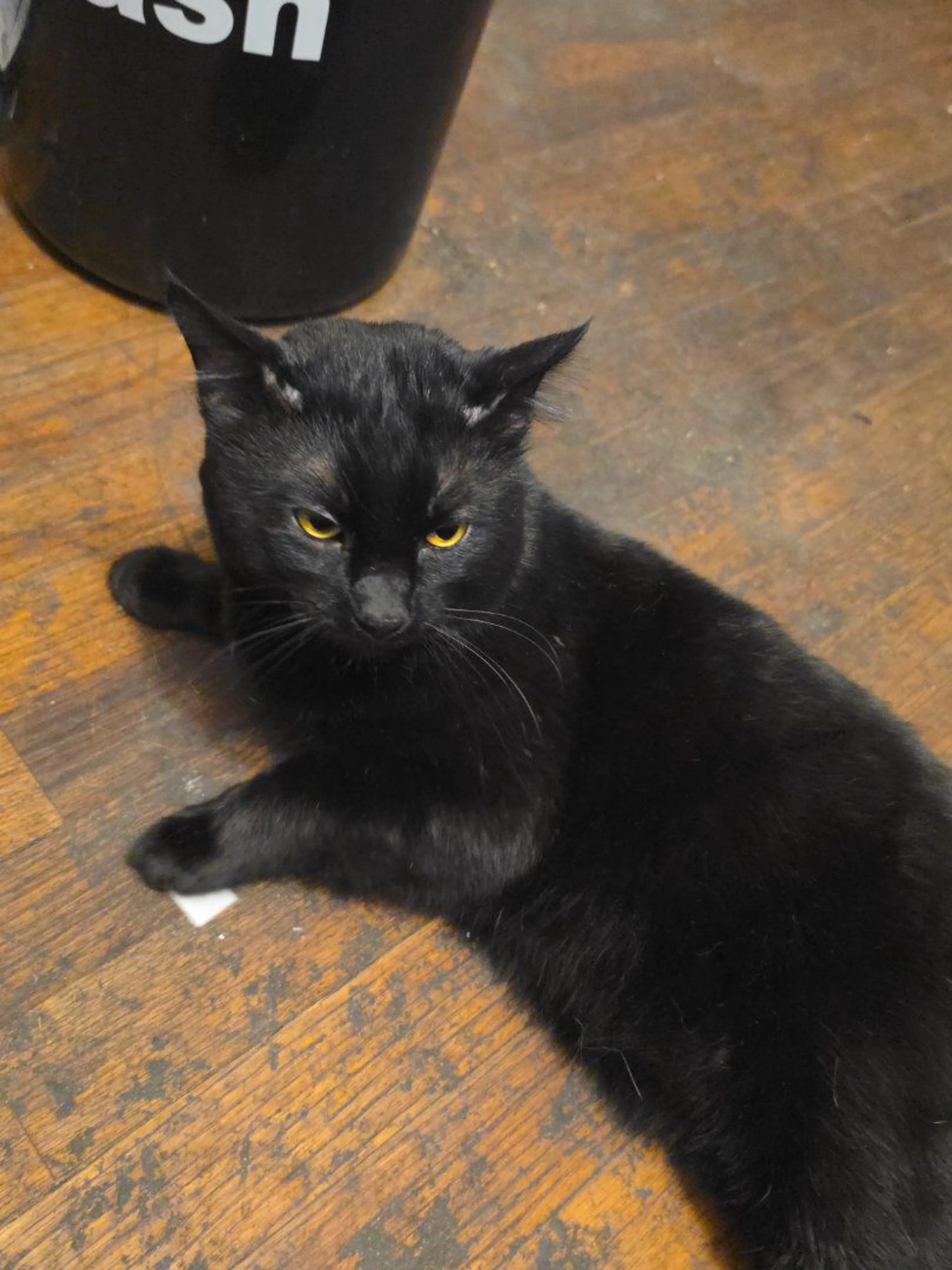 Lost pet