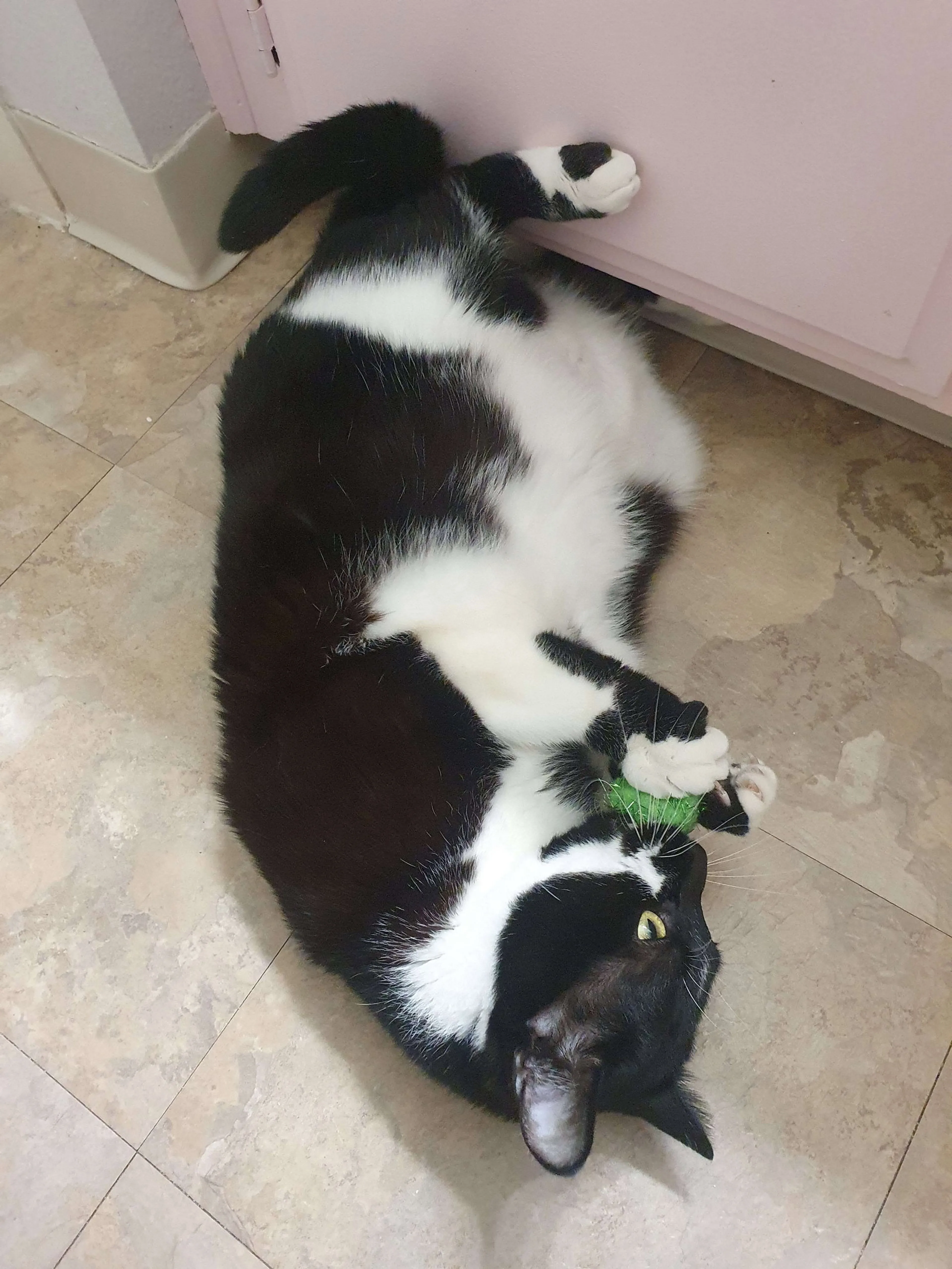 Found pet-2