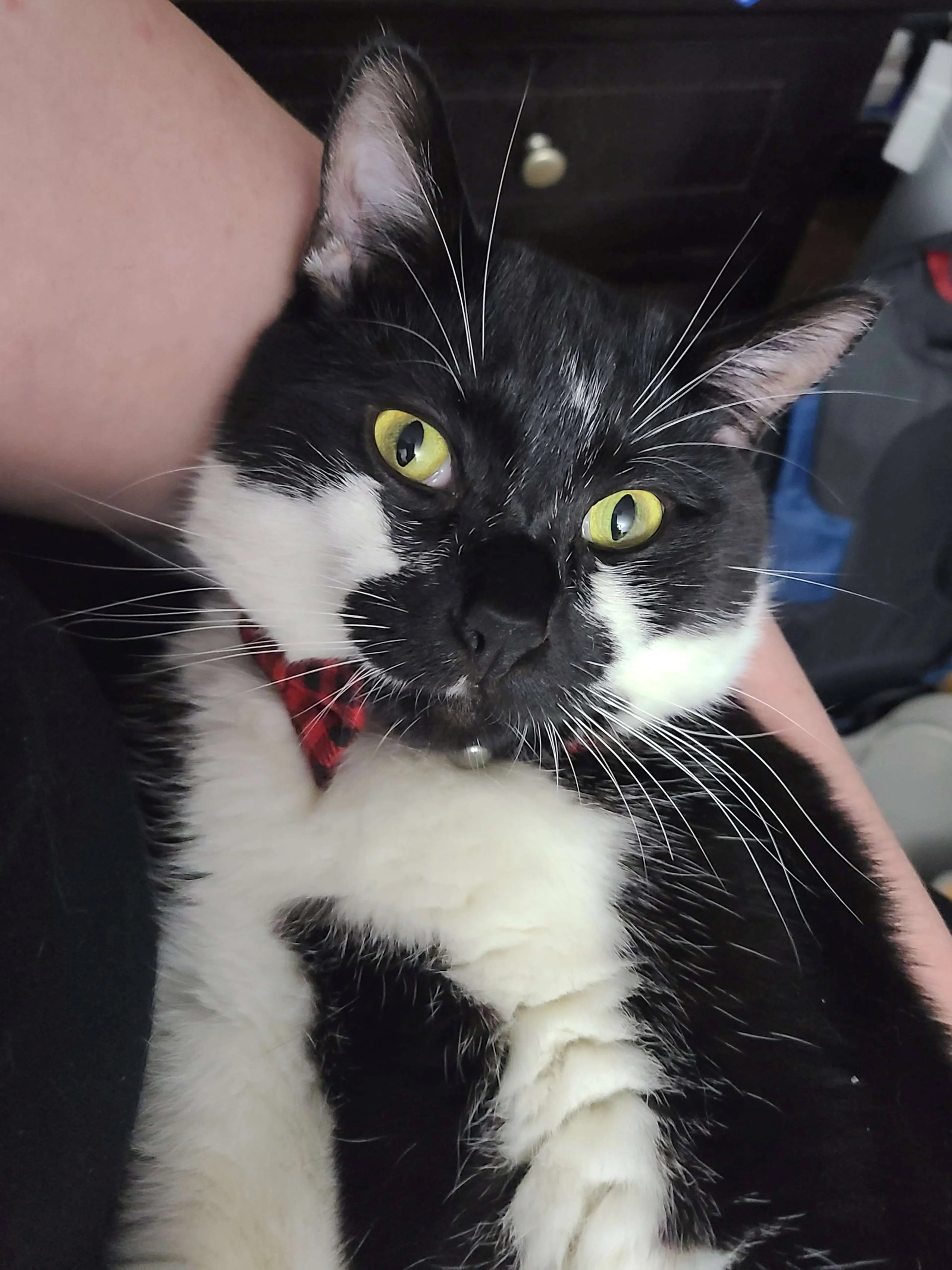 Found pet-0