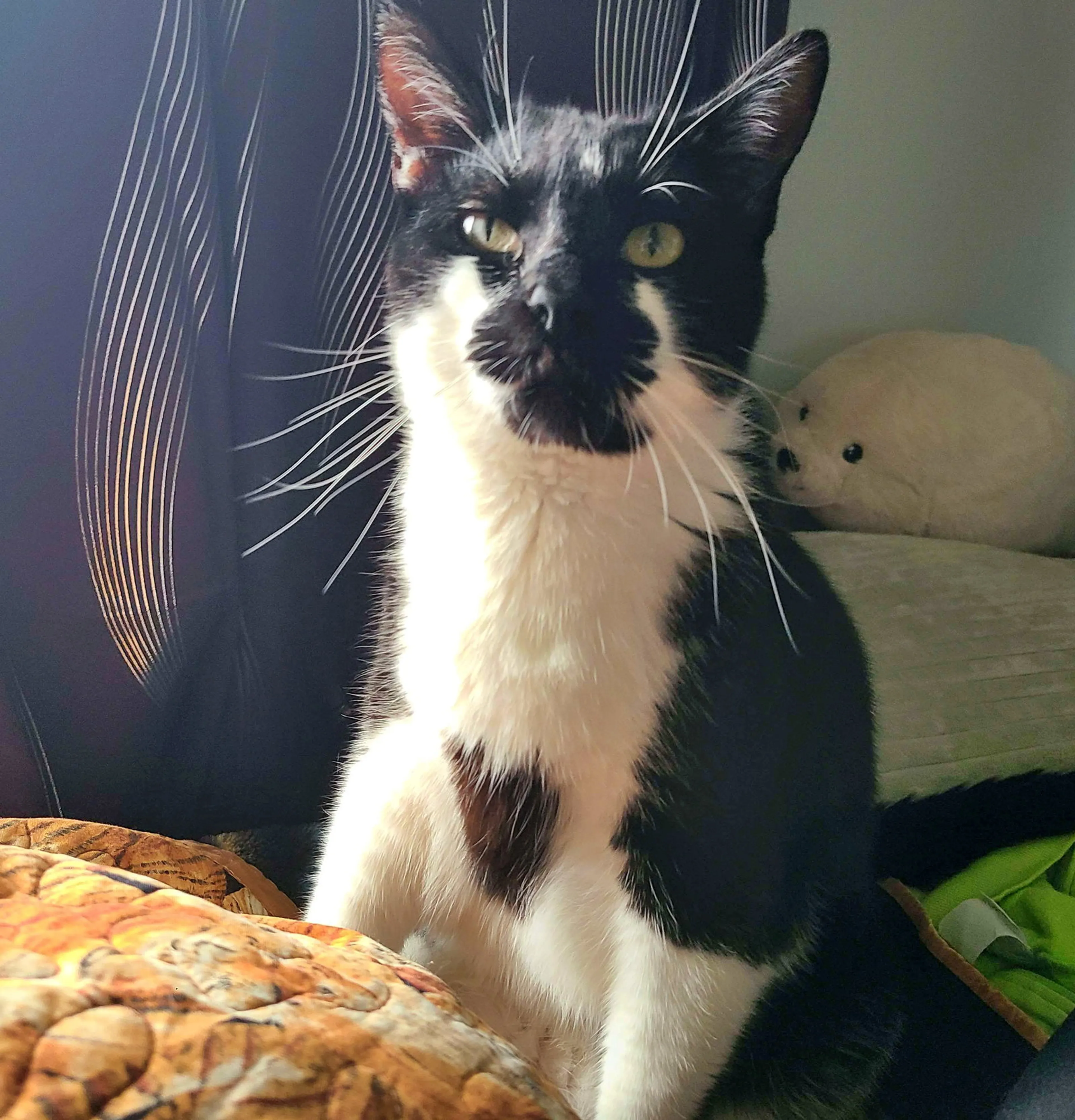 Found pet-1