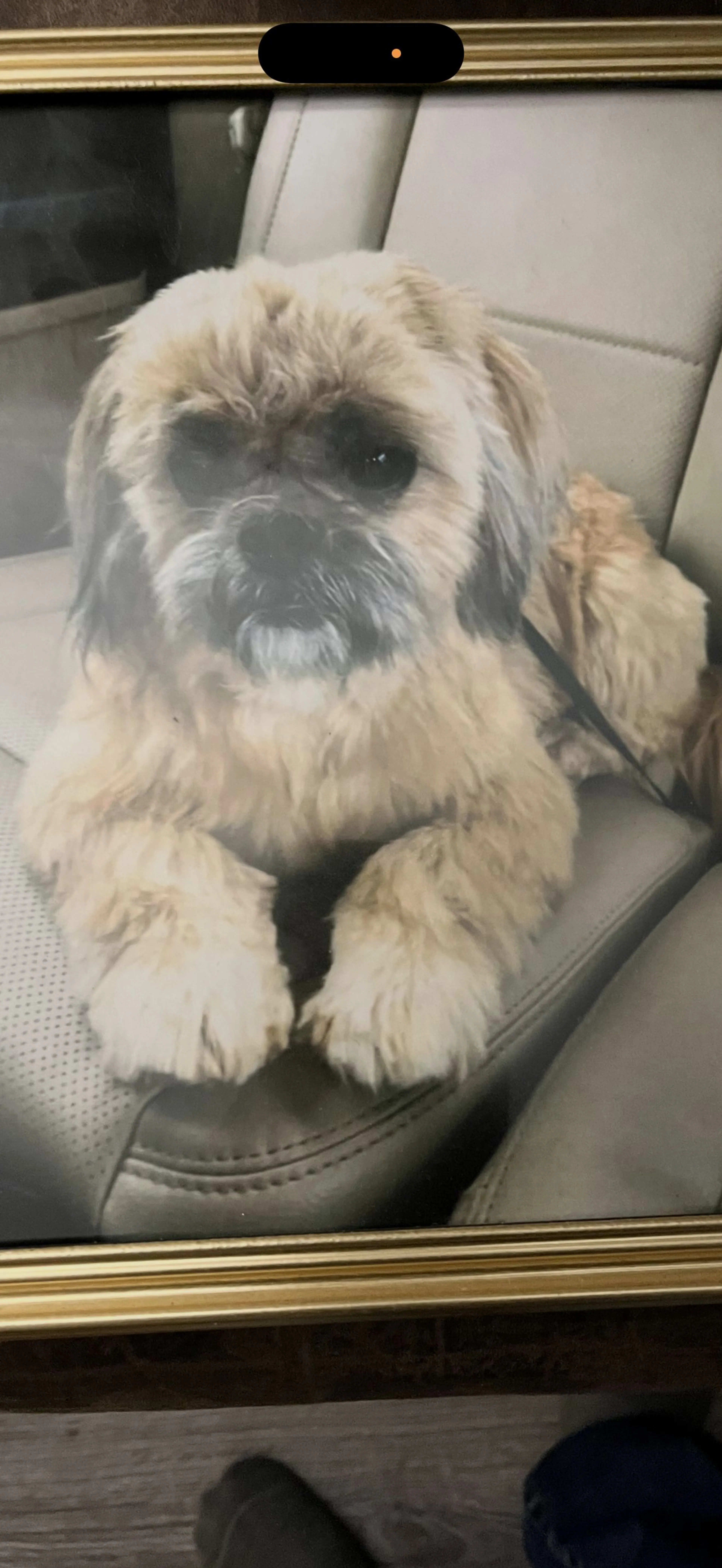 Lost pet