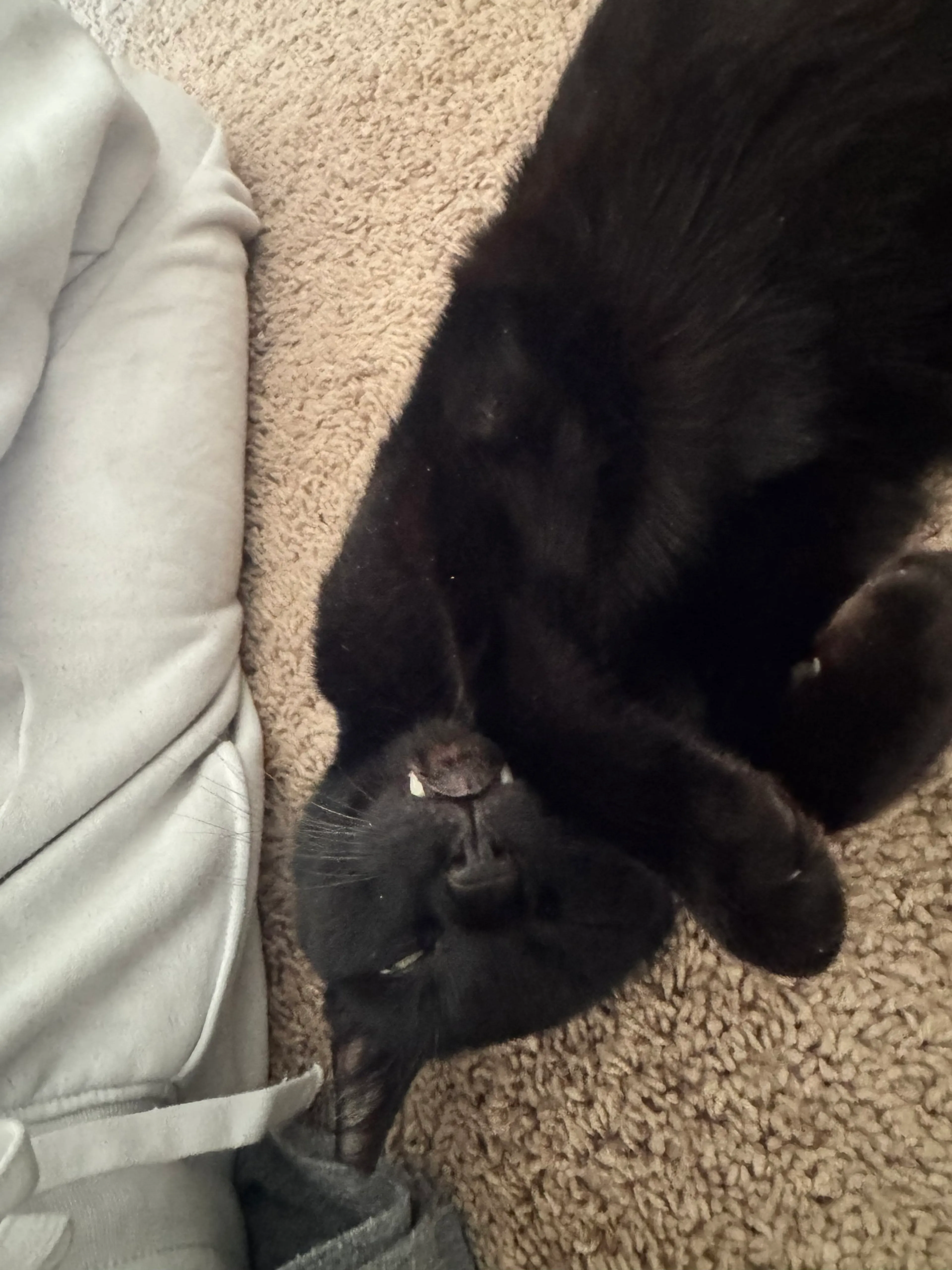 Found pet-2
