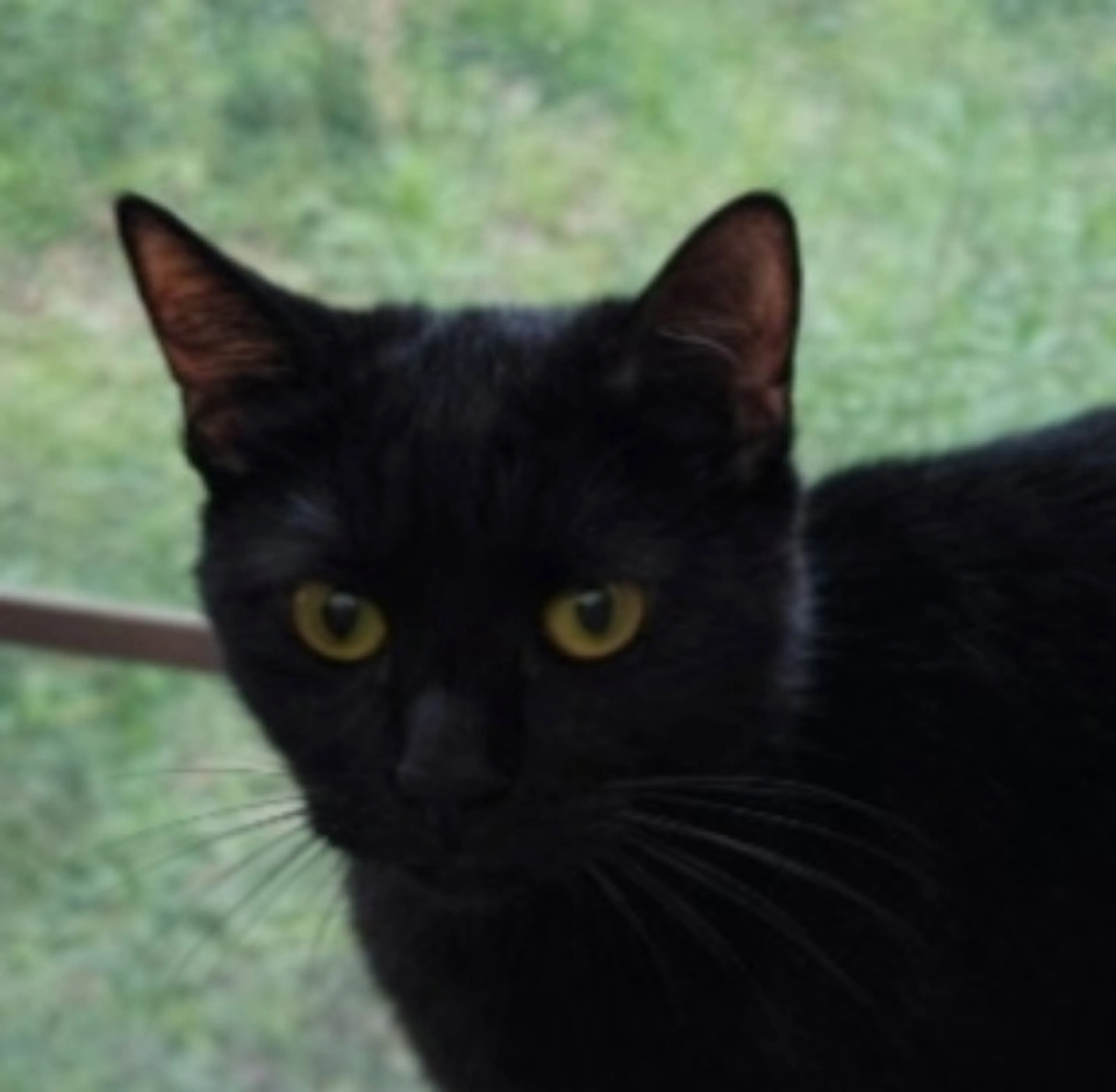 Found pet-1