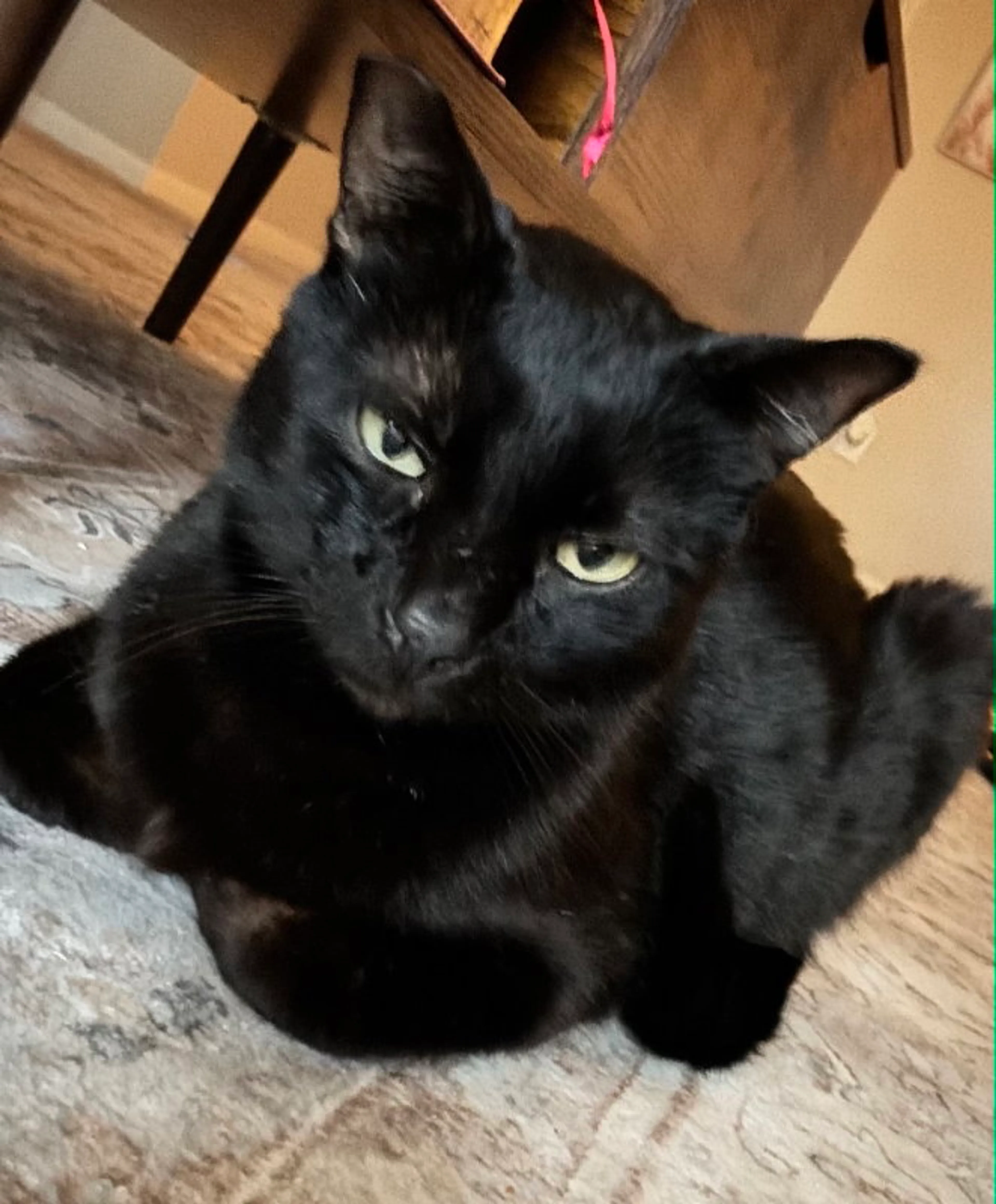 Found pet-0
