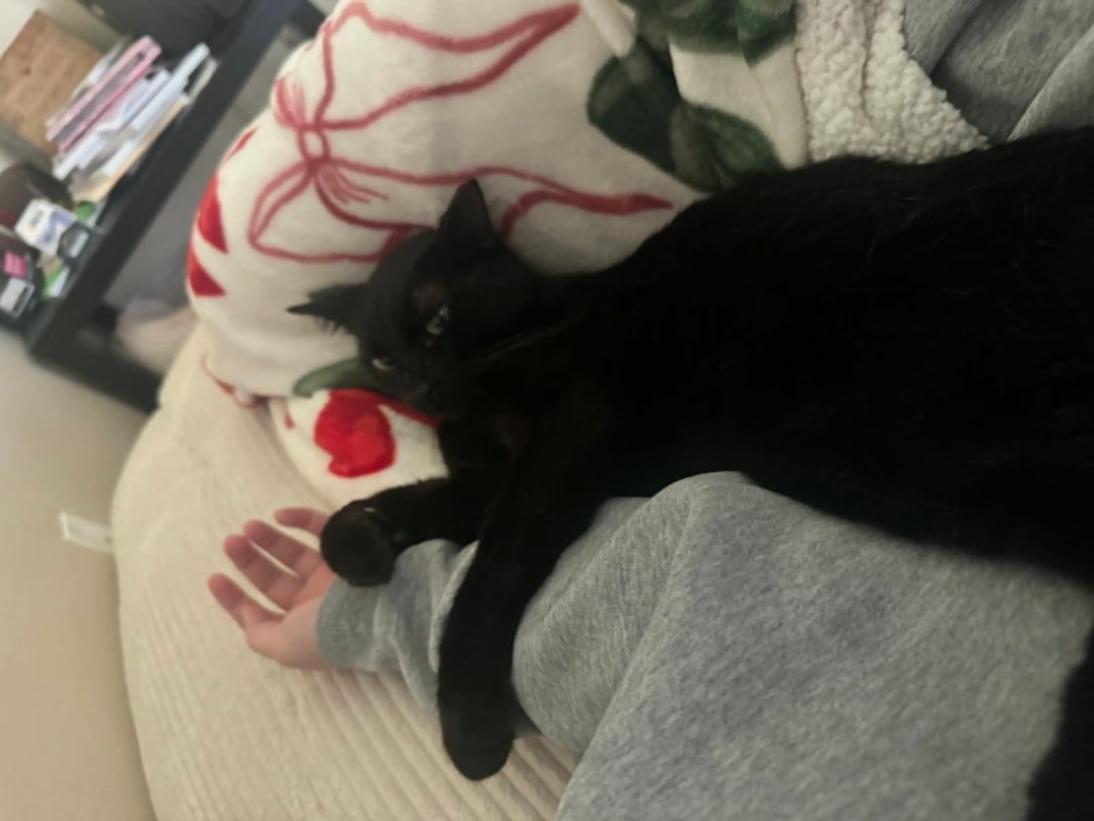 Found pet-4