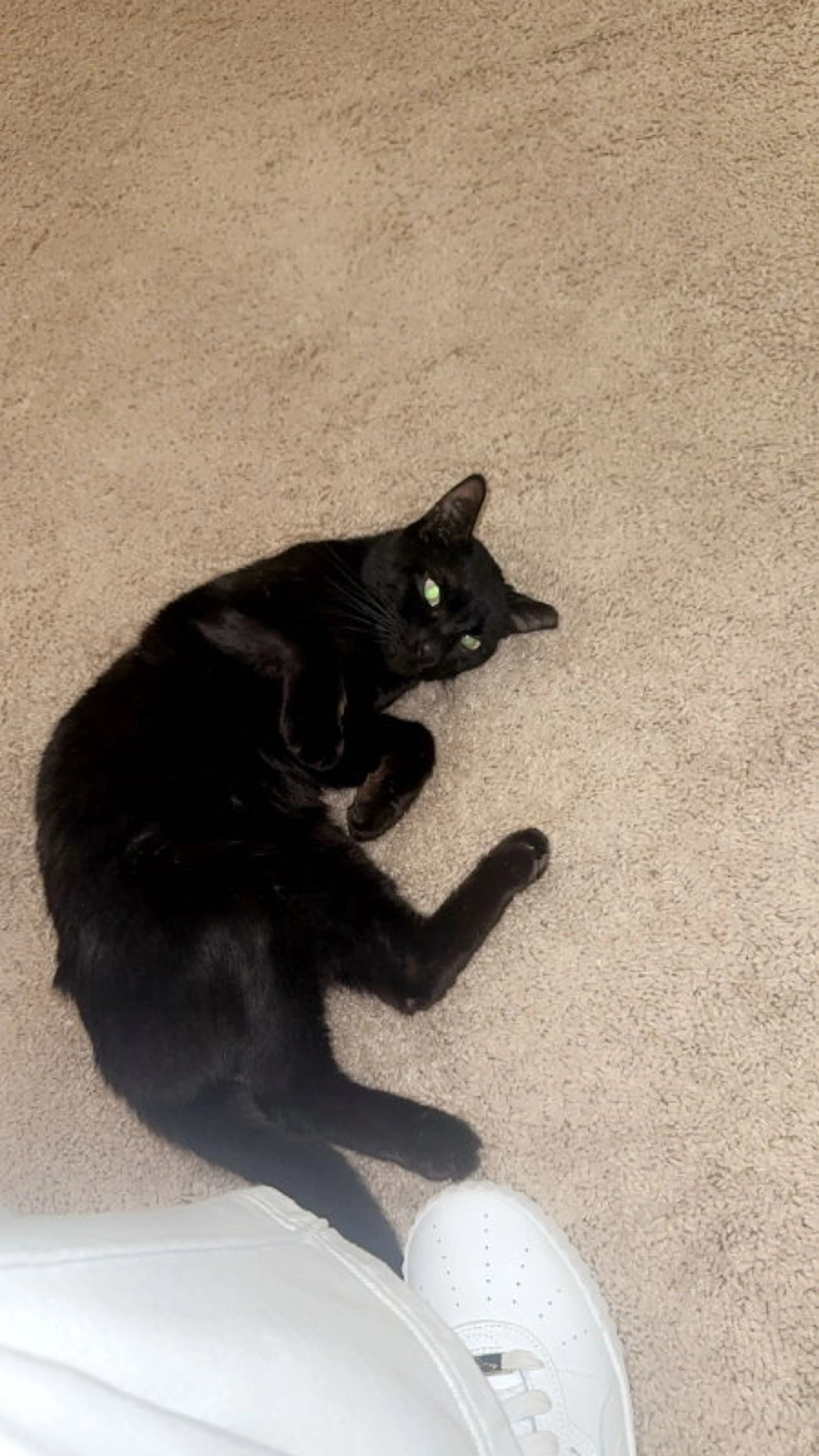 Found pet-5