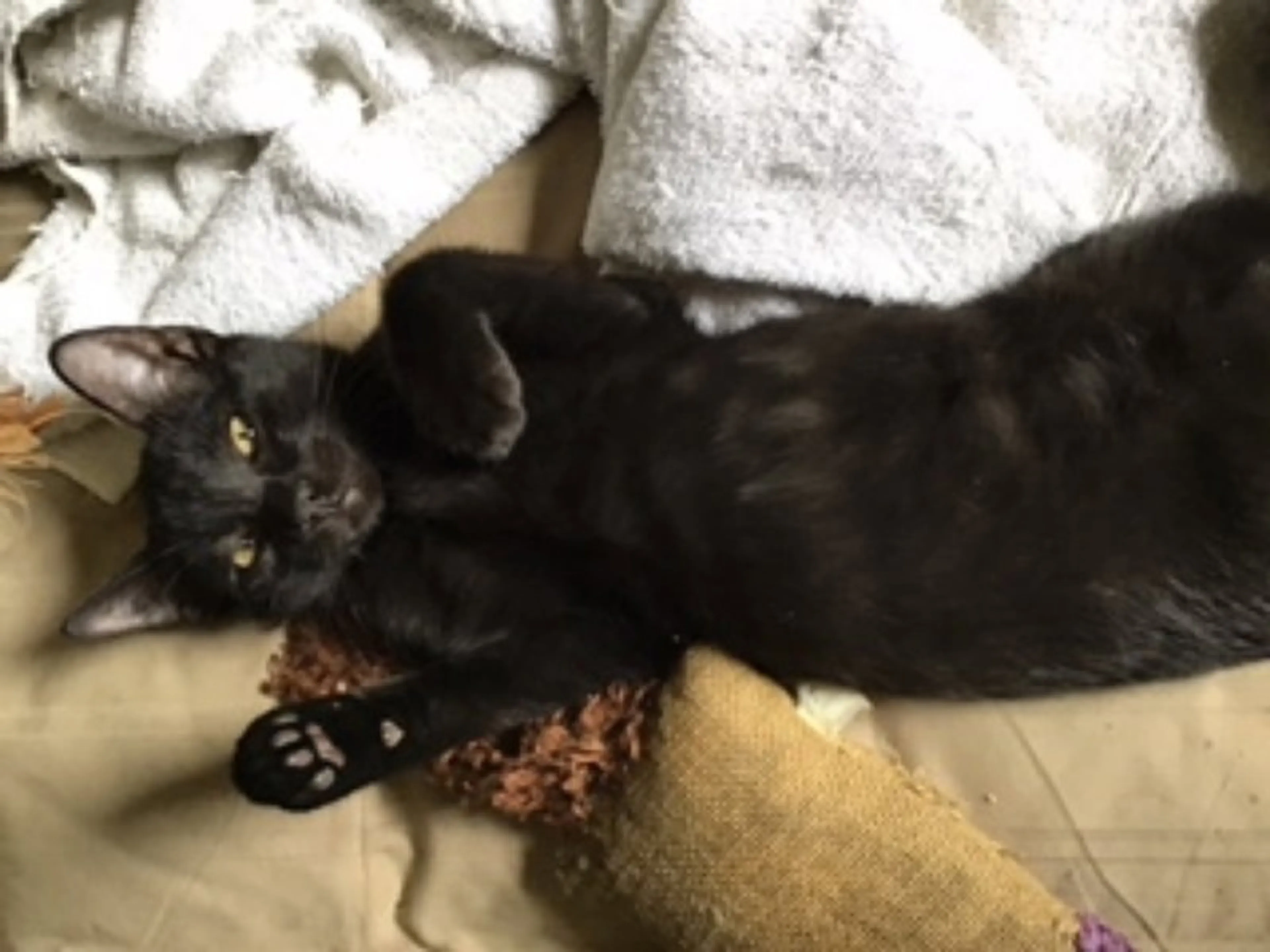 Found pet-3