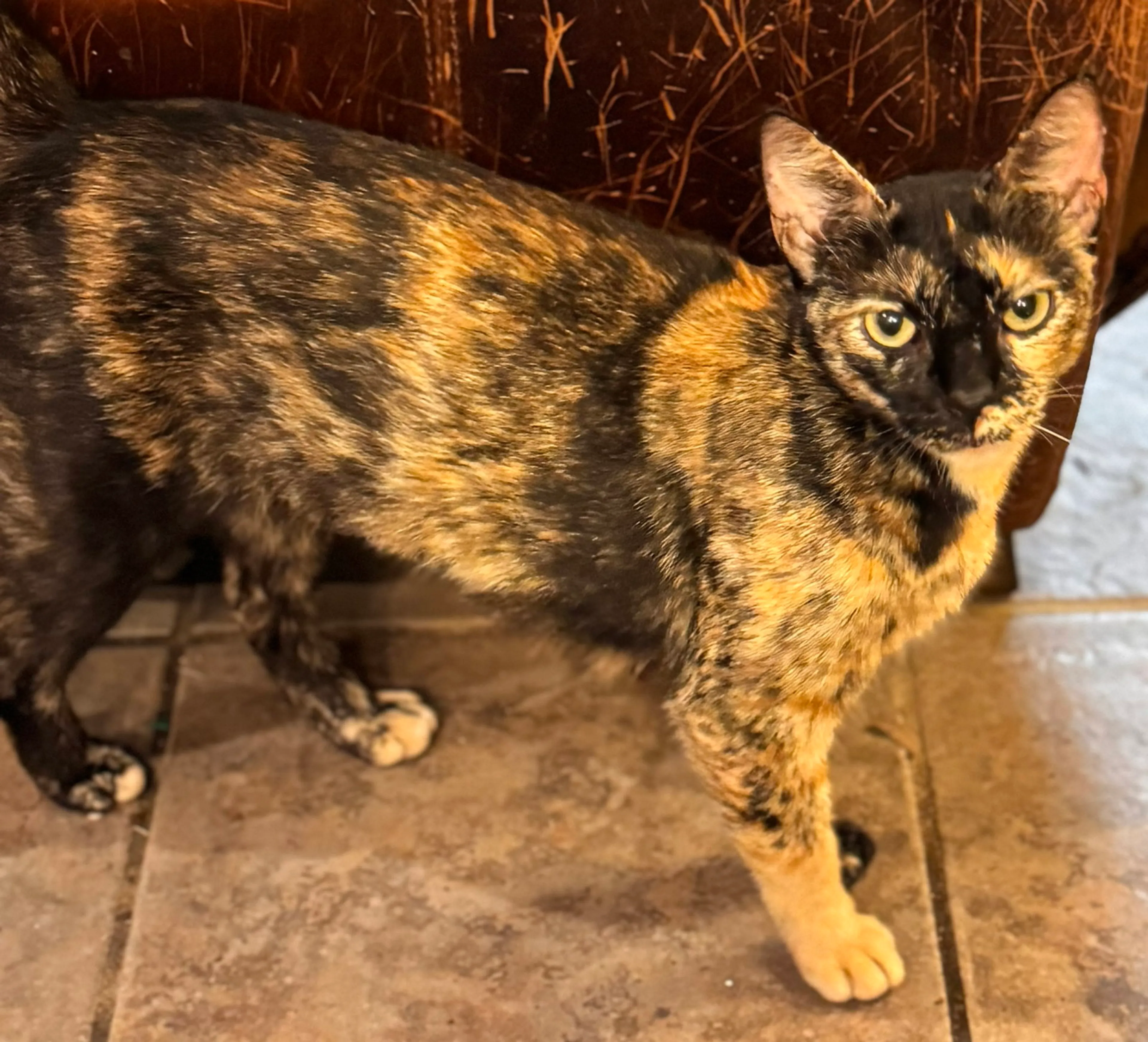 Found pet-0