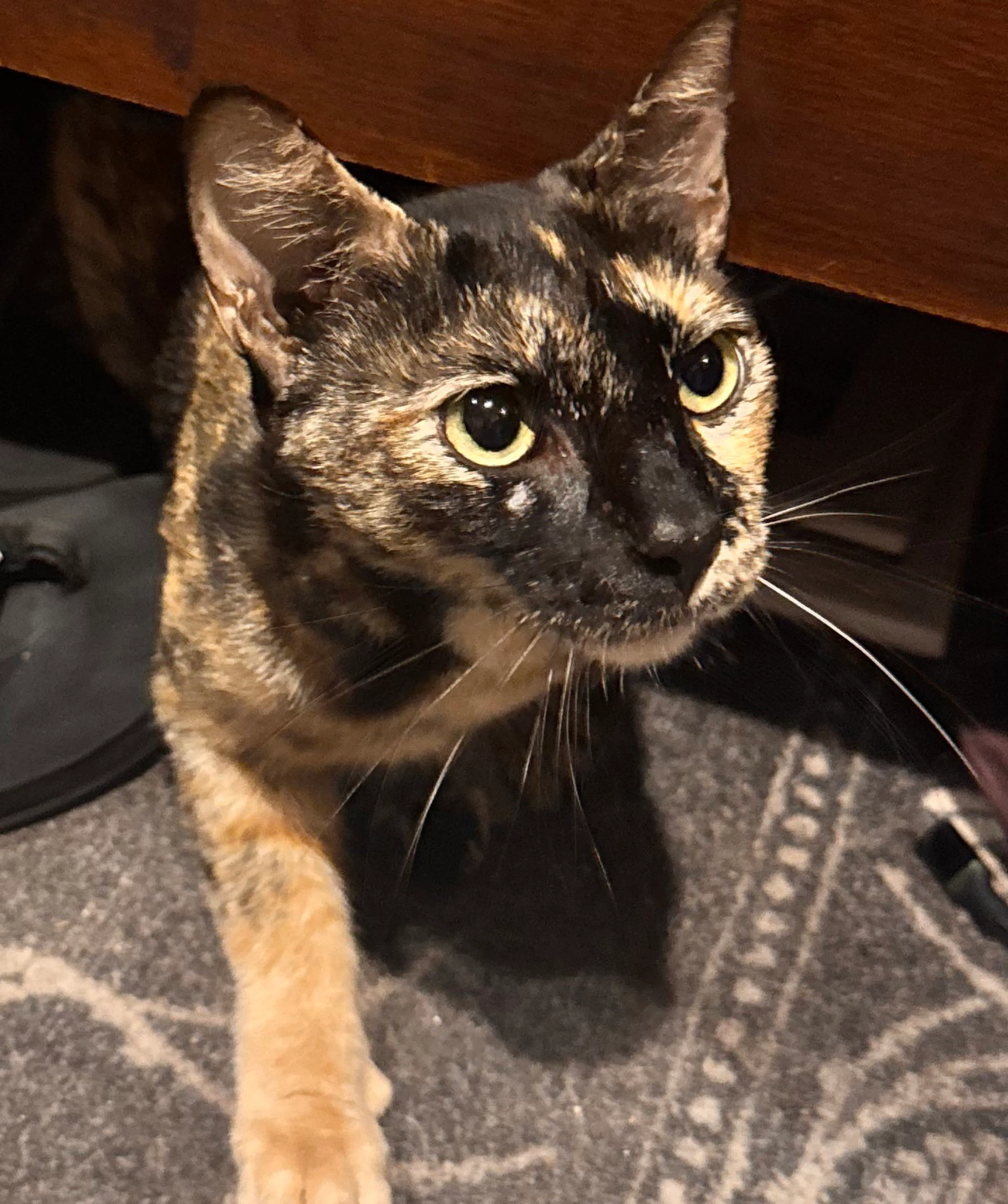 Found pet-1