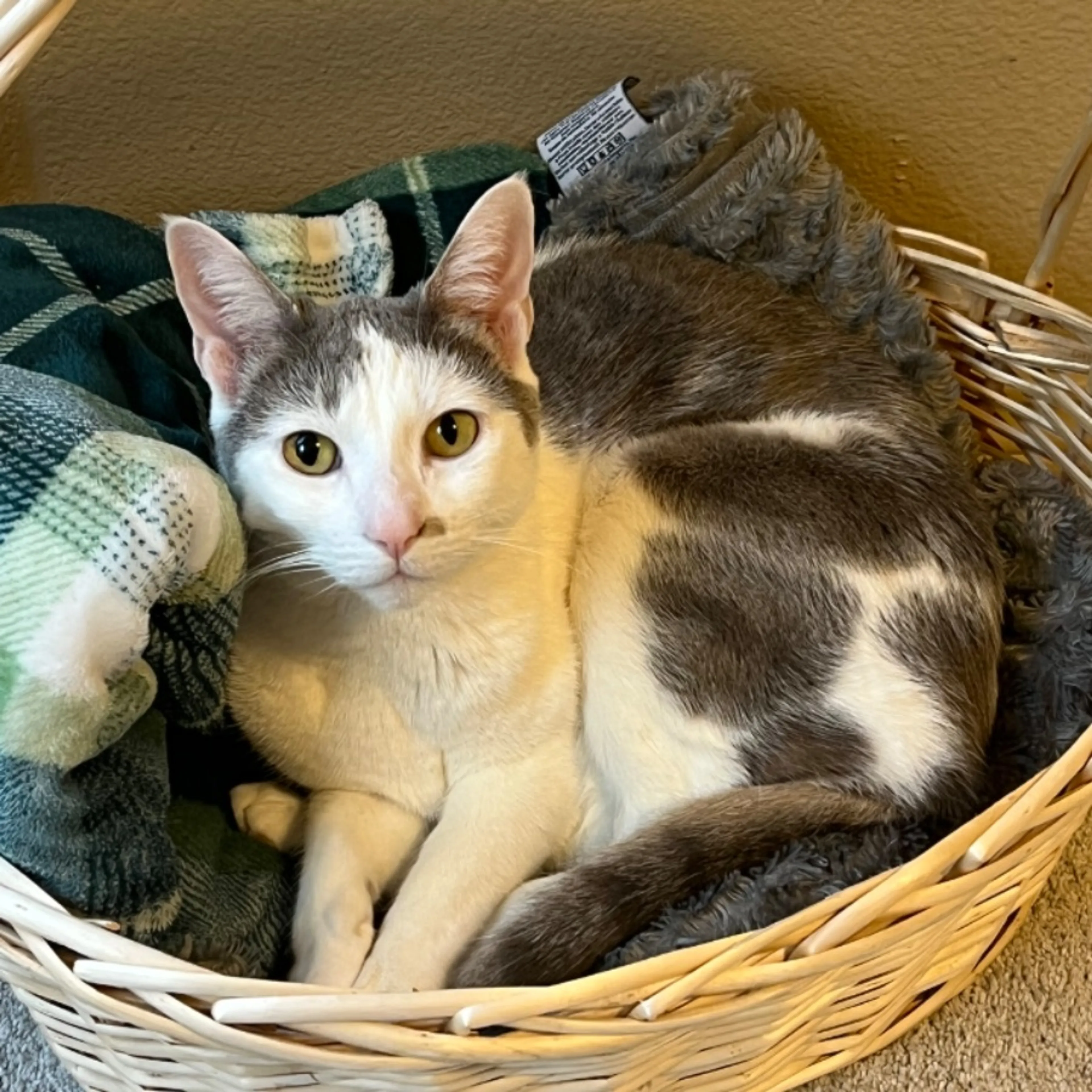 Lost pet