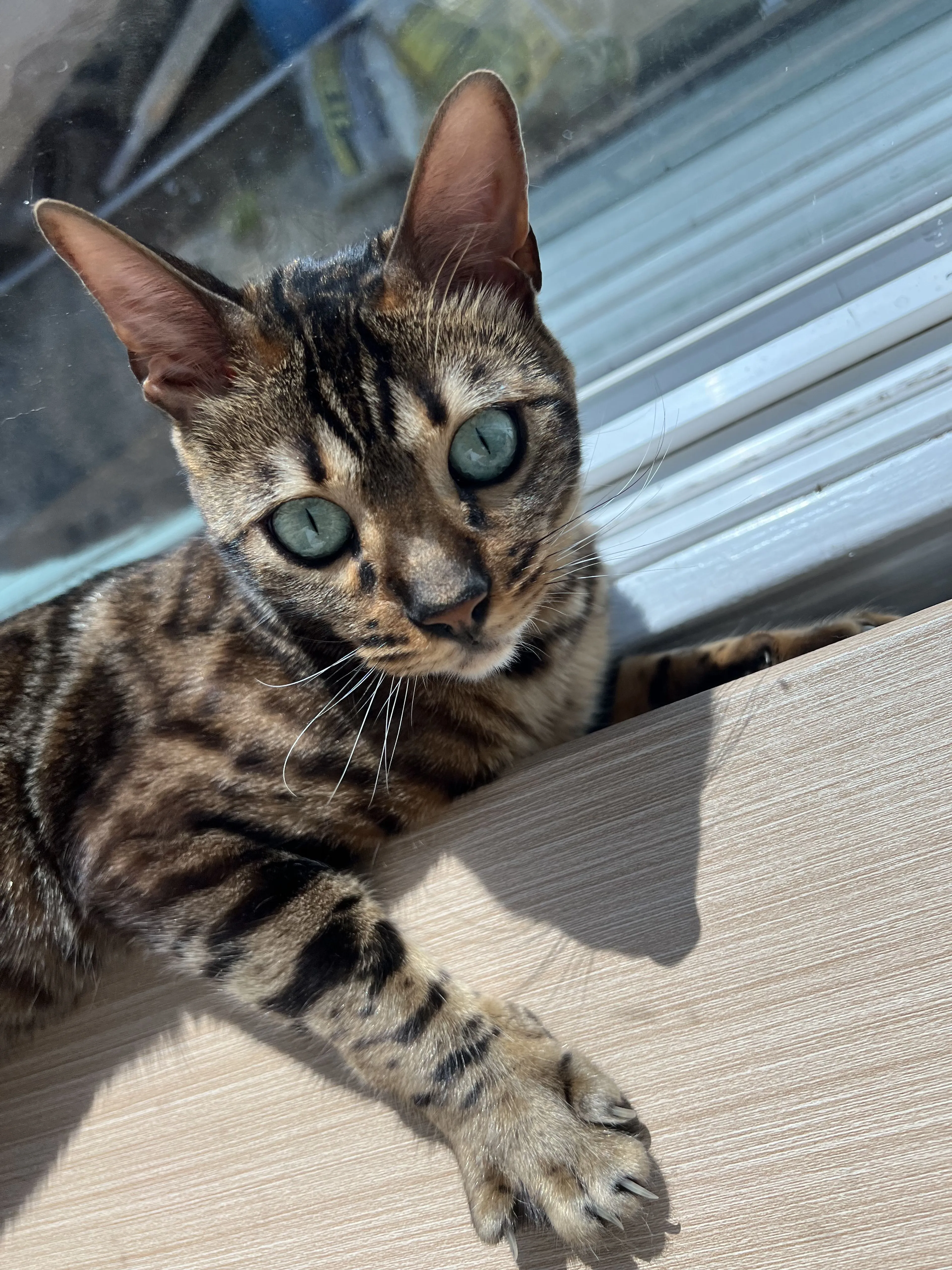 Lost pet