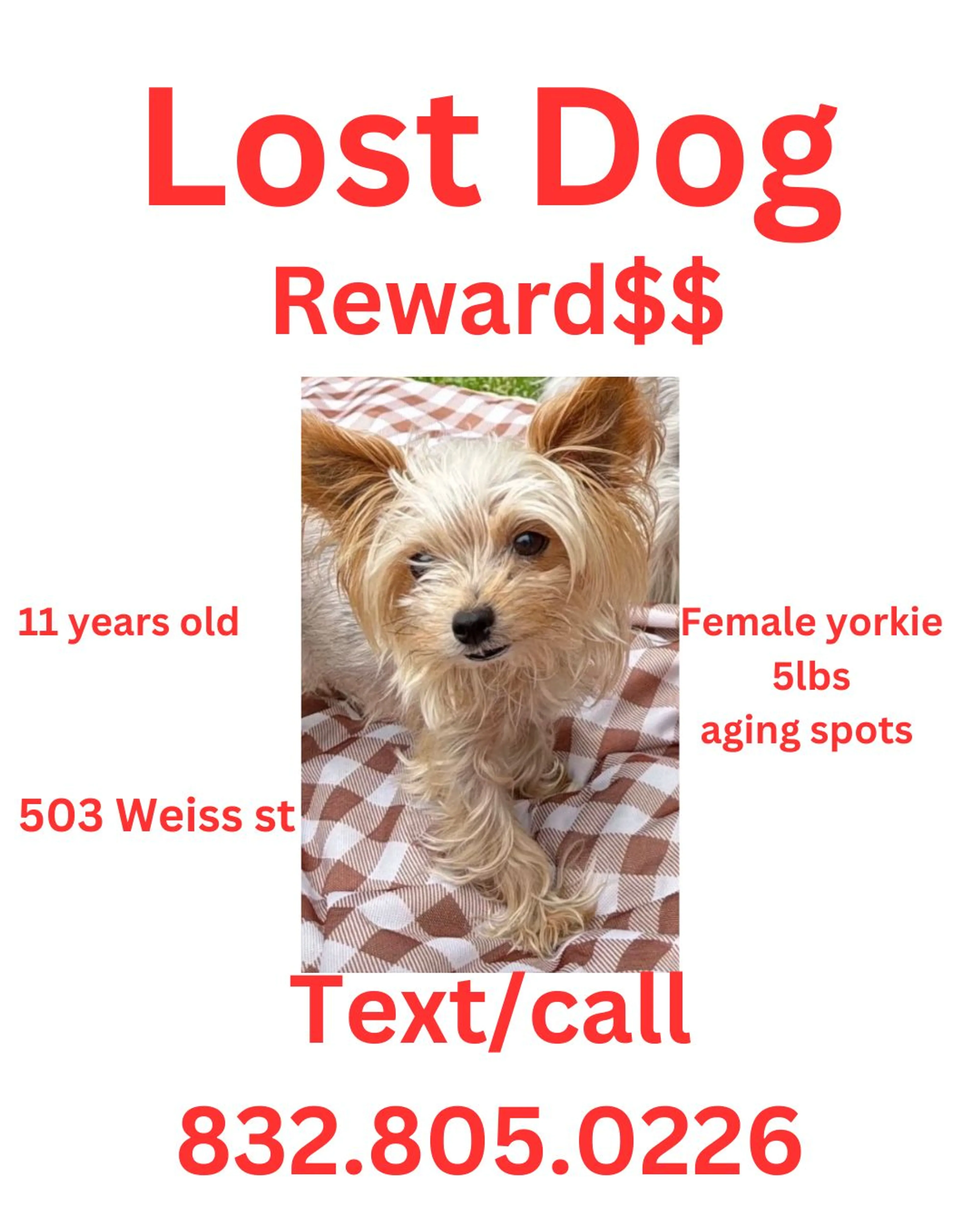 Lost pet