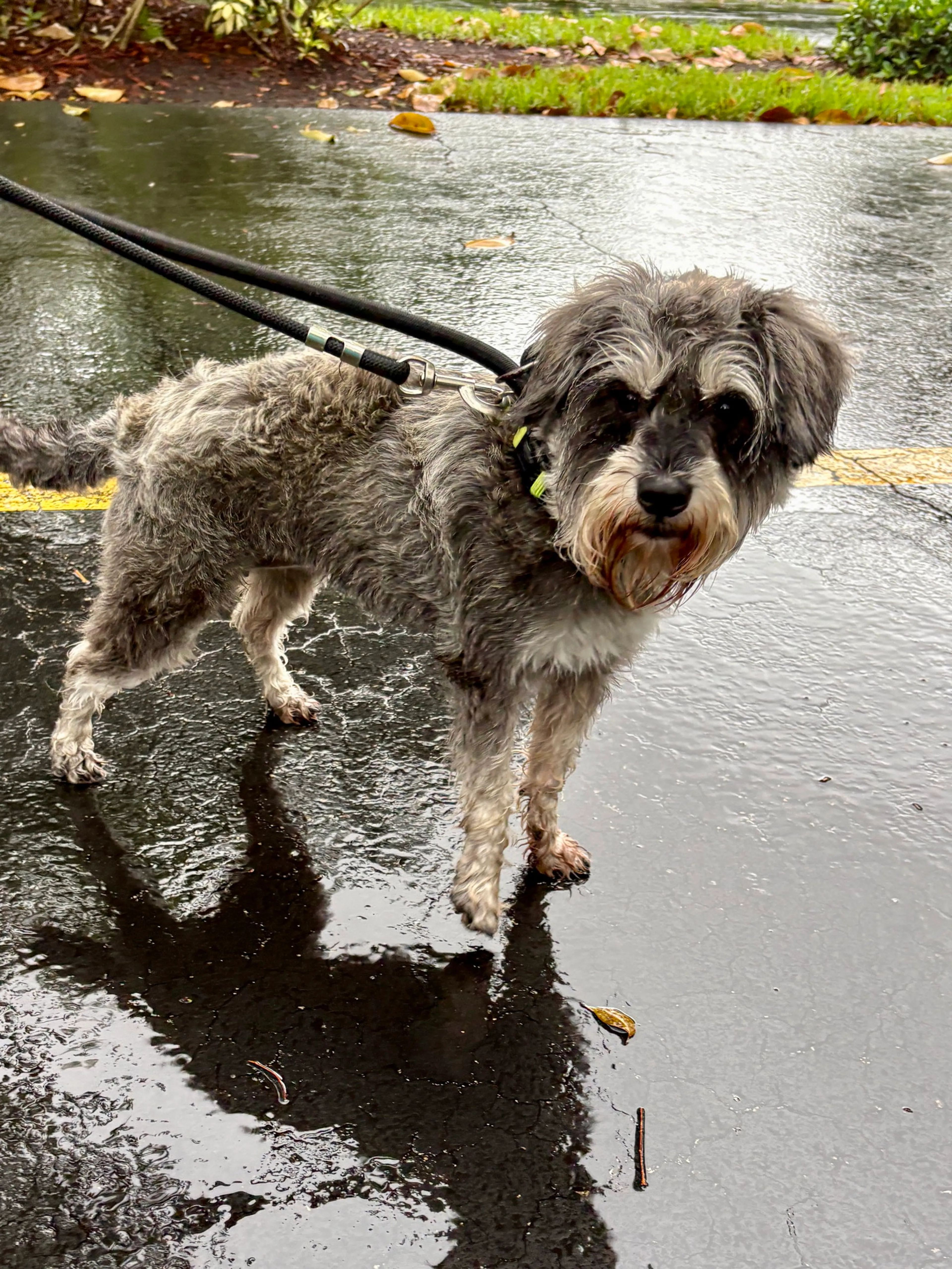 Found pet-3