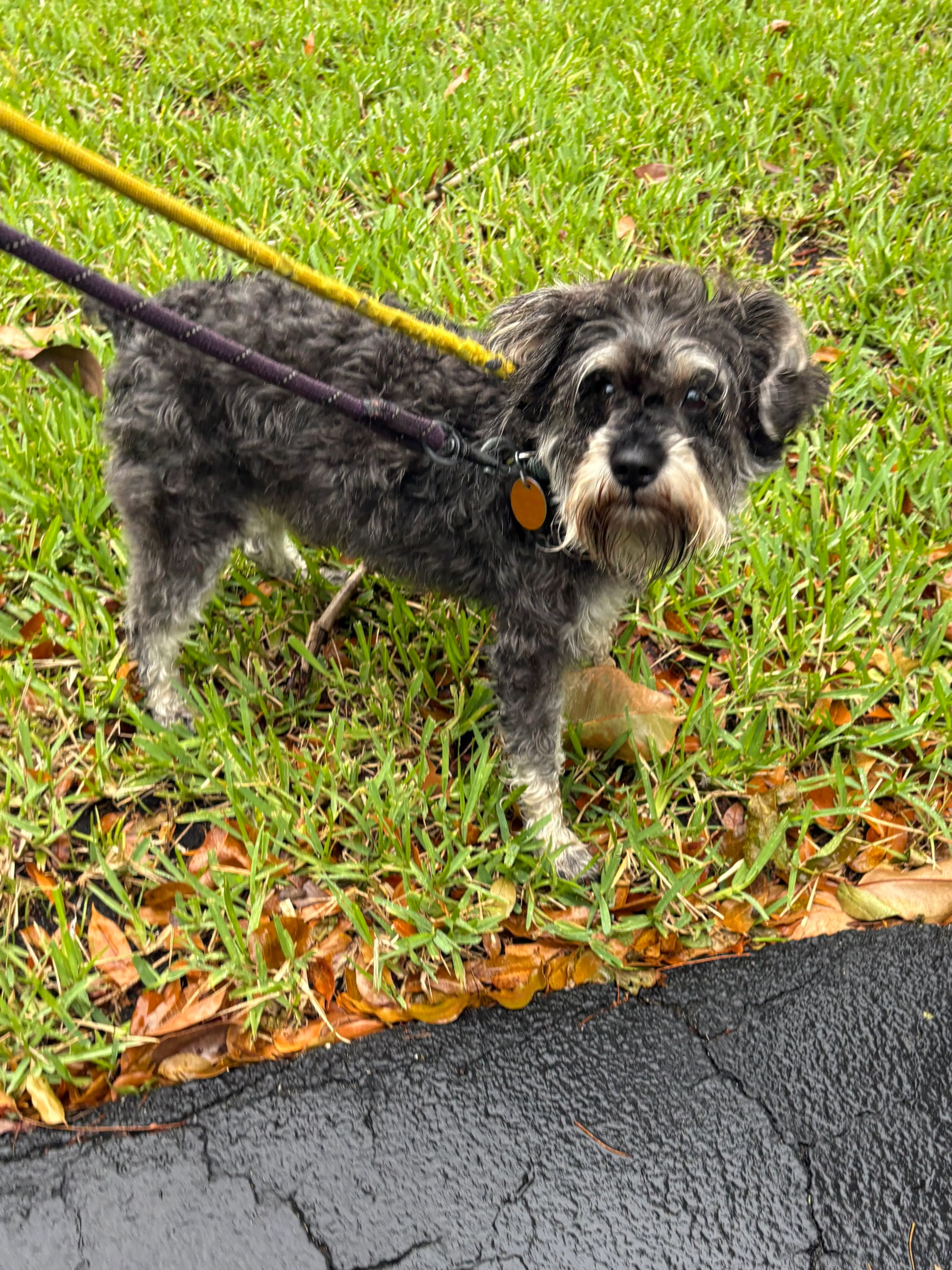 Found pet-1