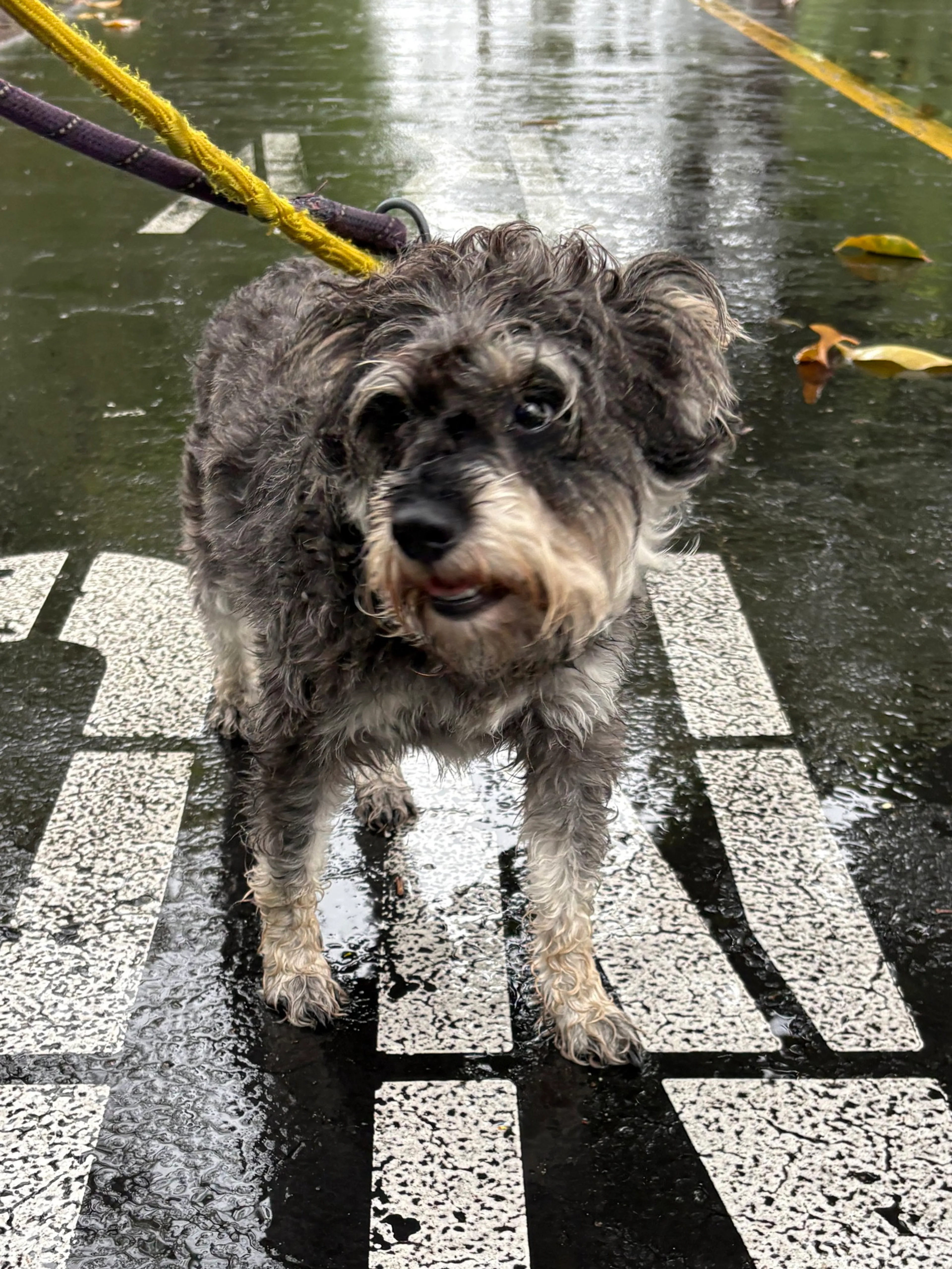 Found pet-4