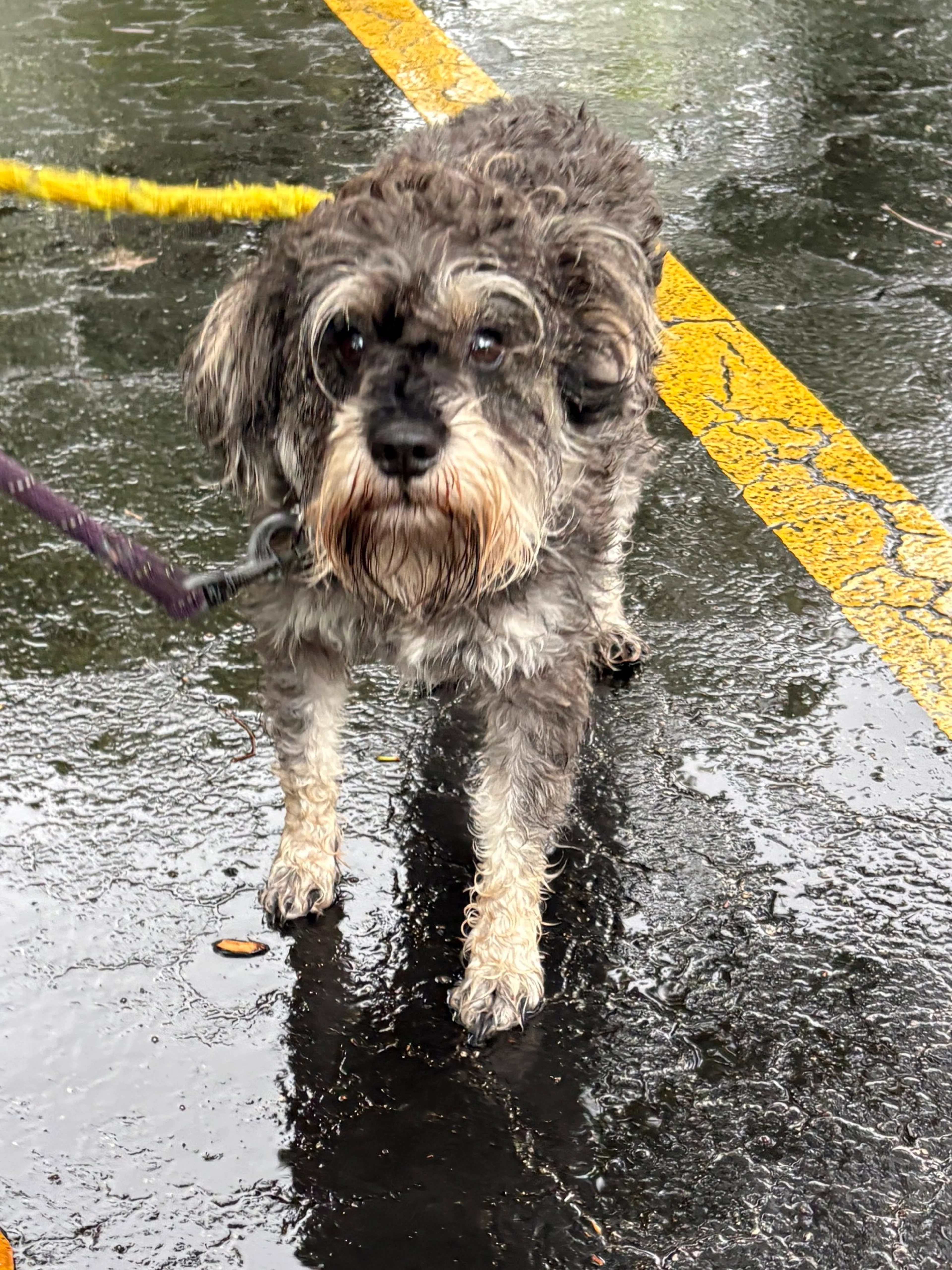 Found pet-2