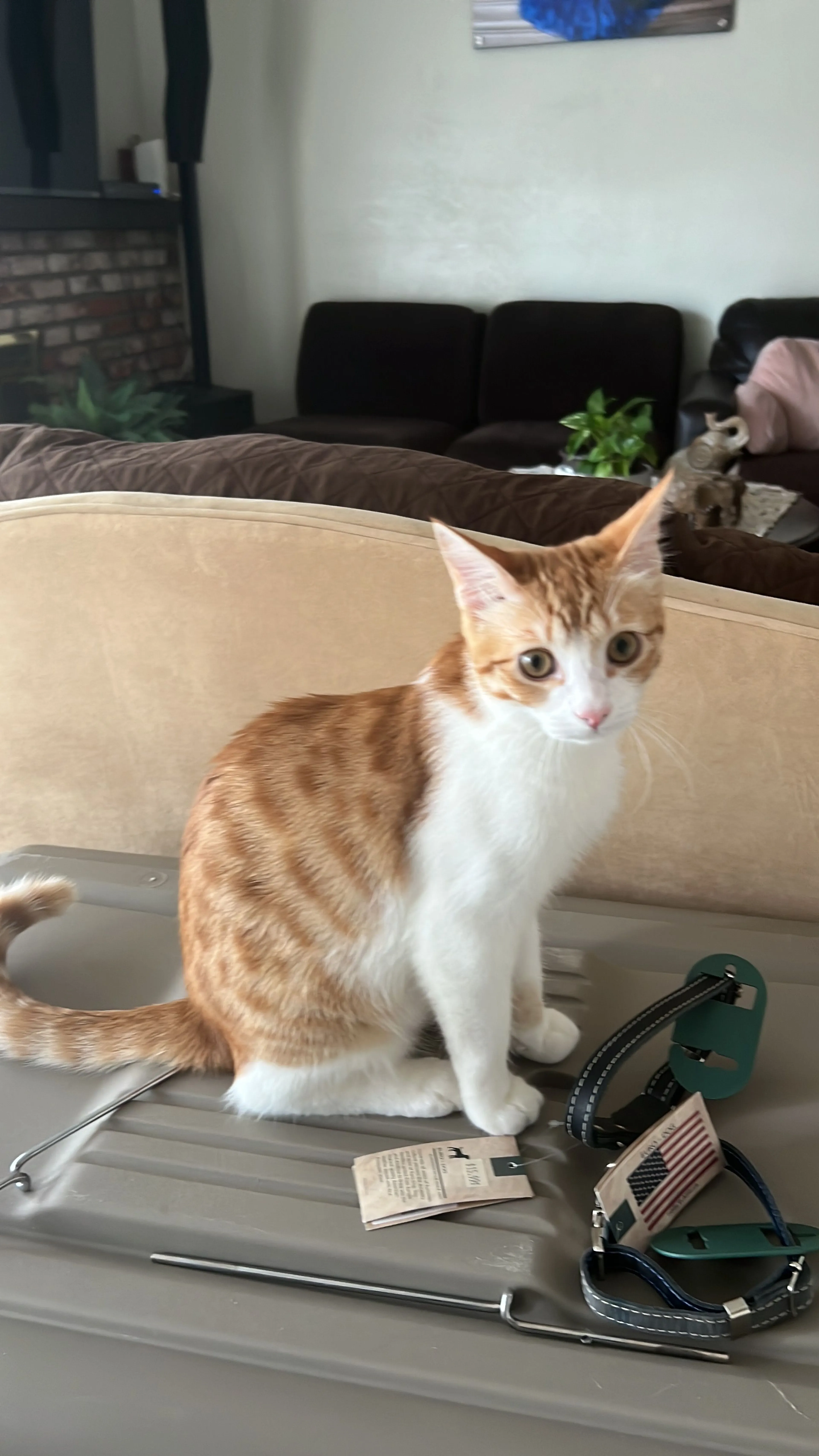 Lost pet-0