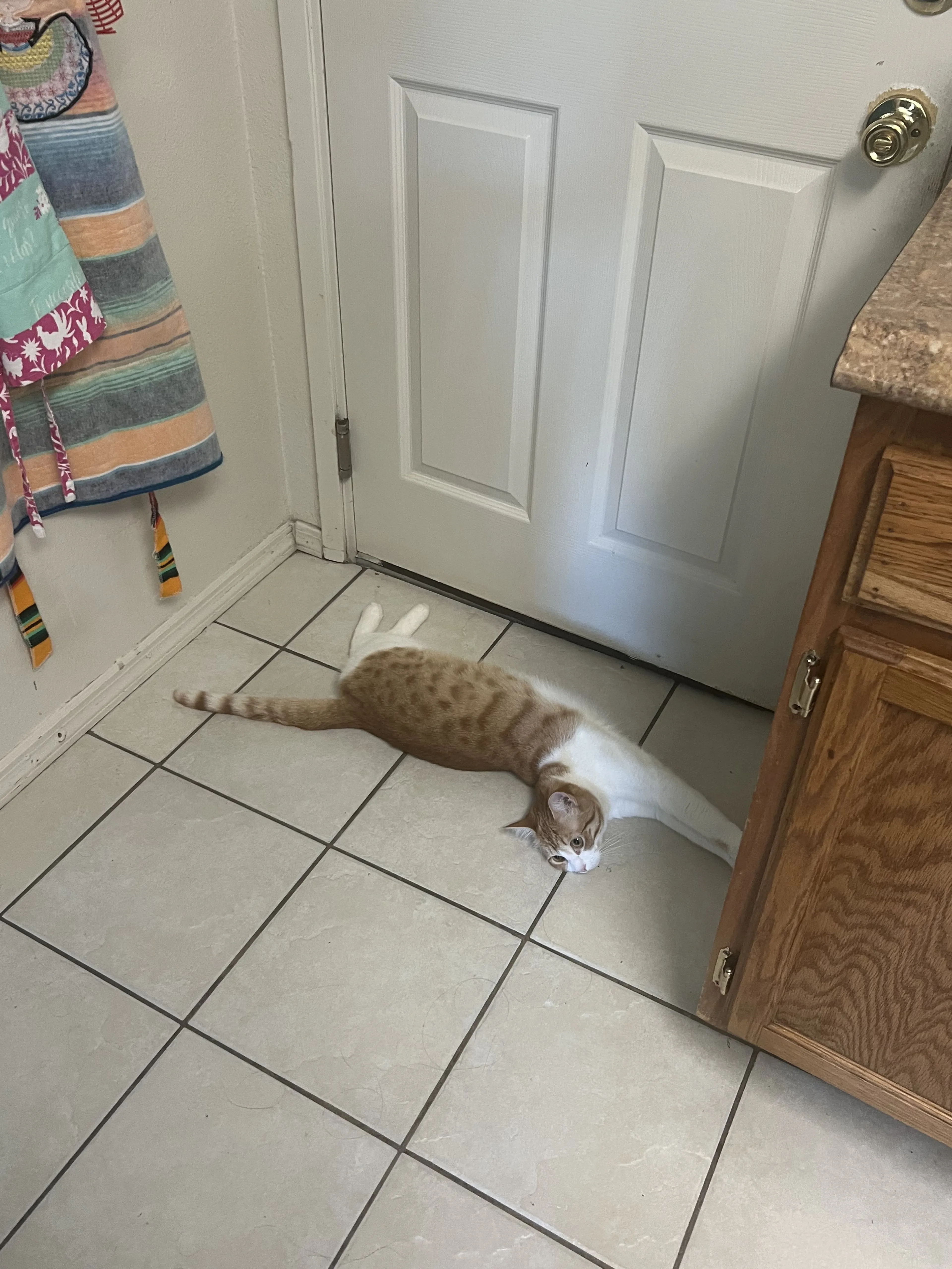 Lost pet-1