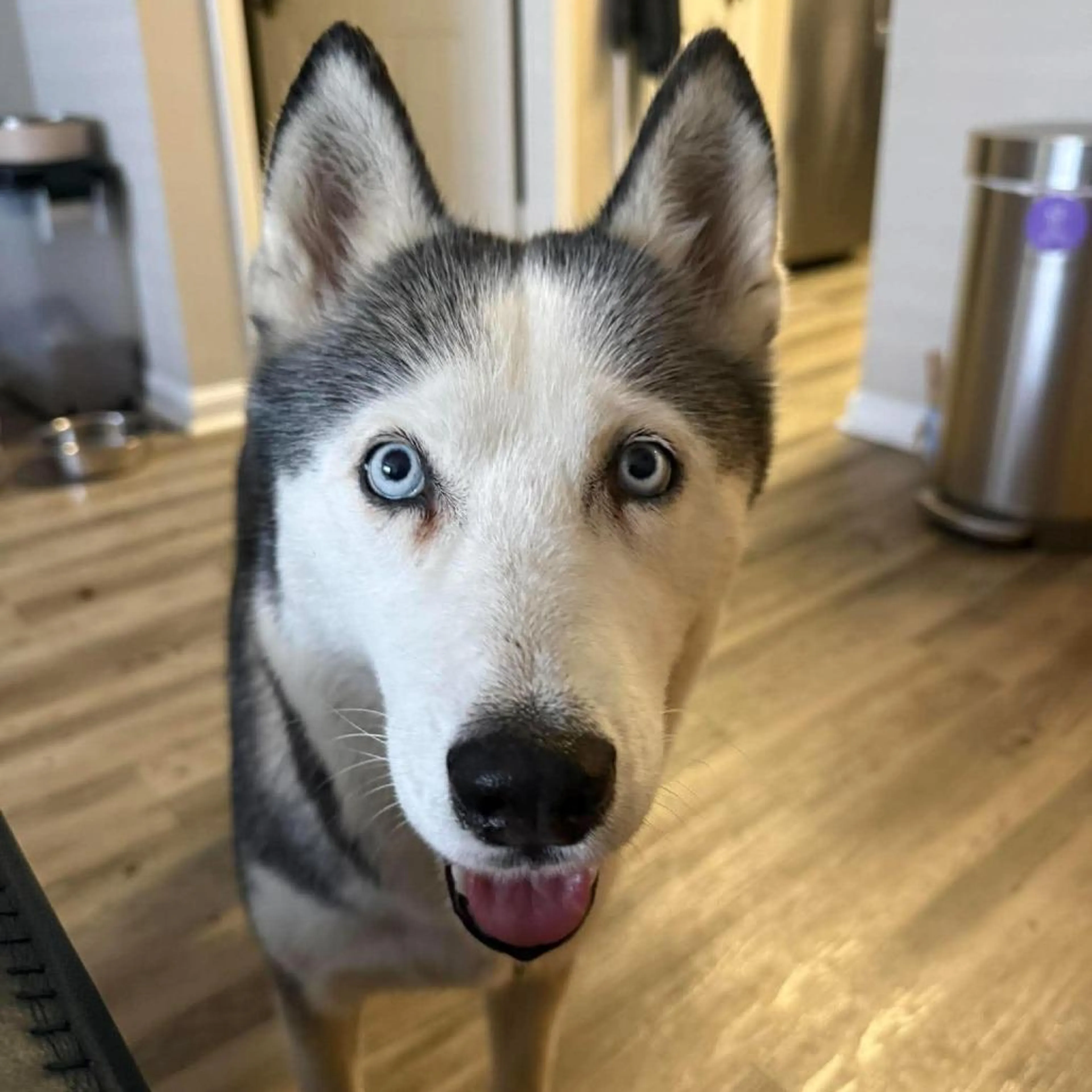 Found pet-4