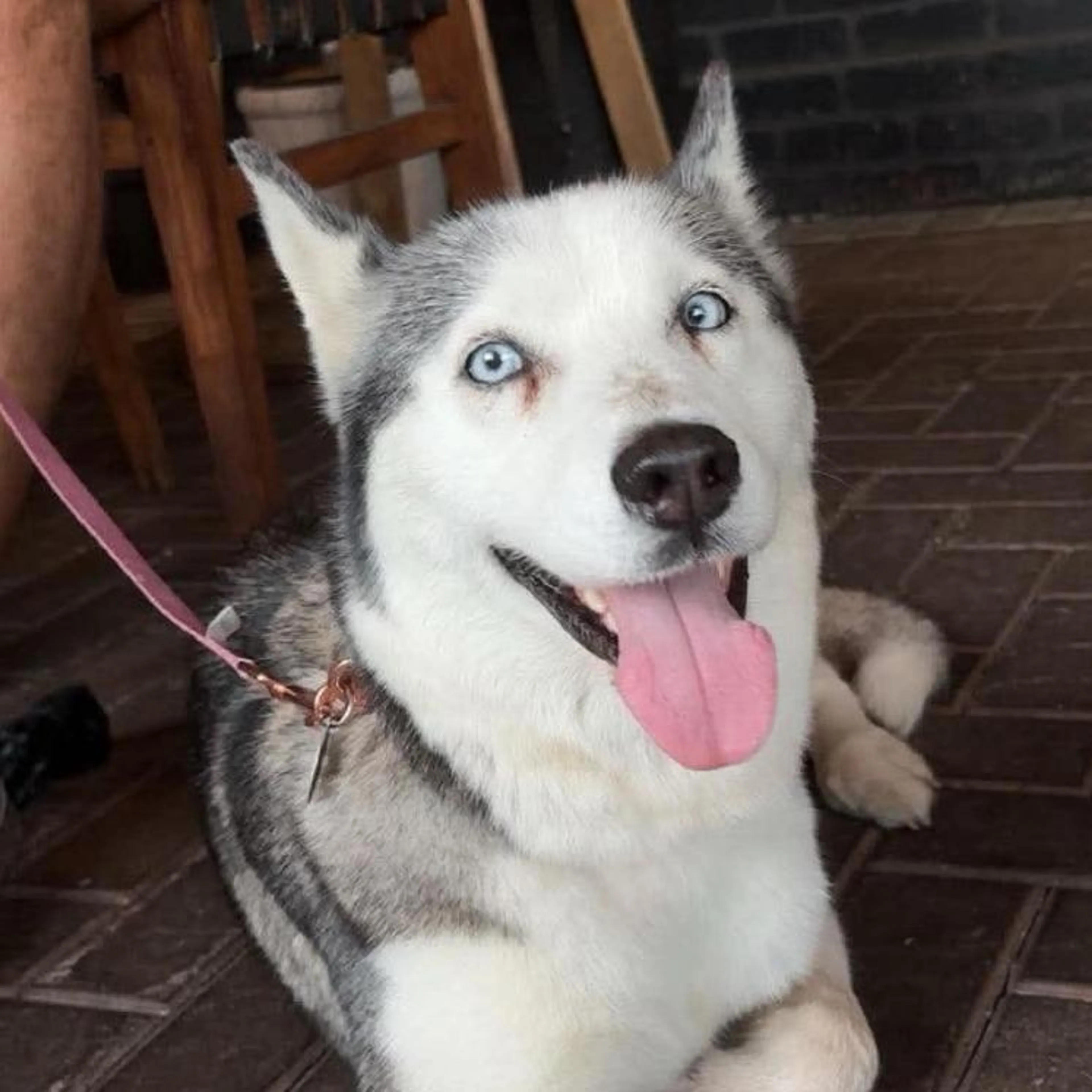 Found pet-1