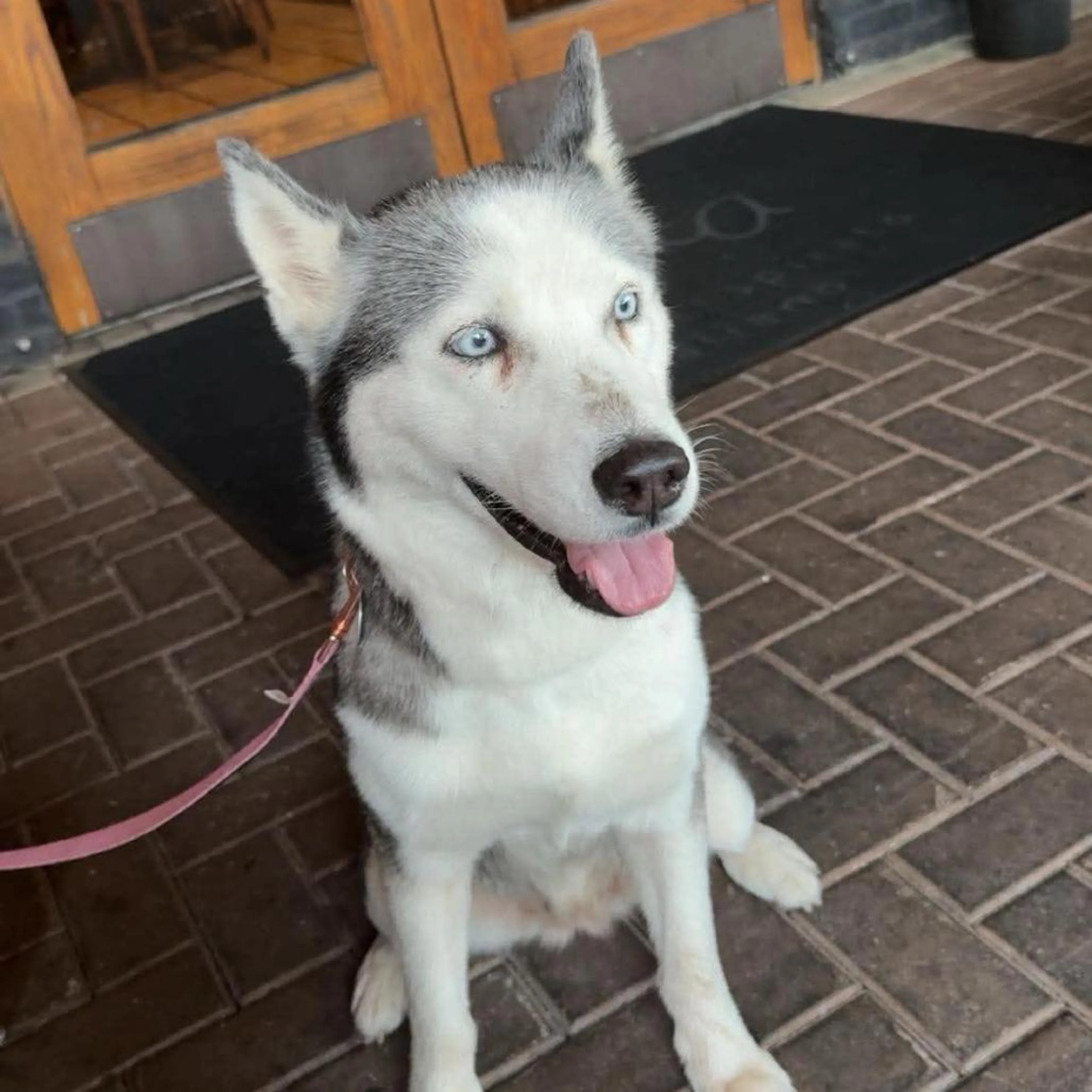 Found pet-2
