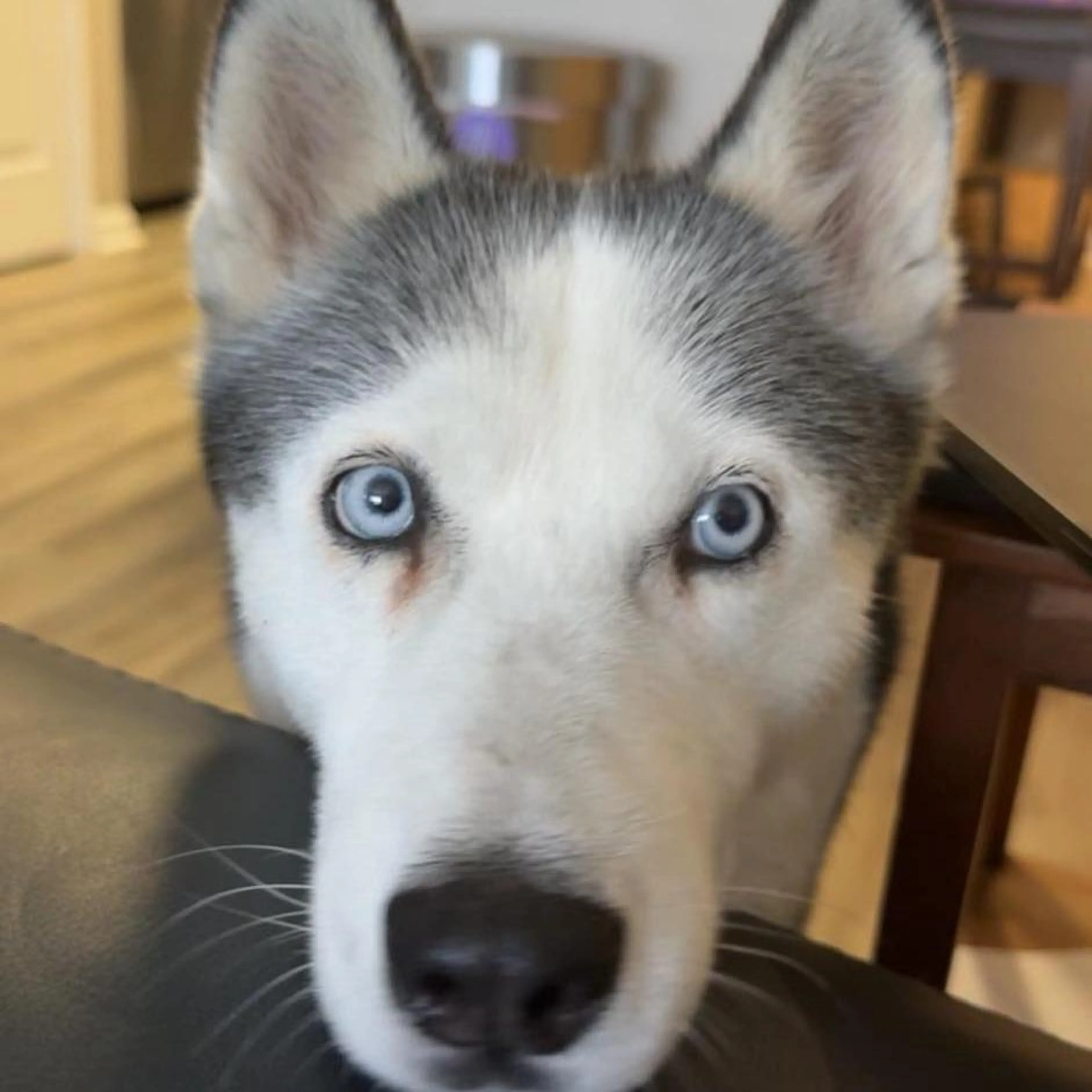 Found pet-5